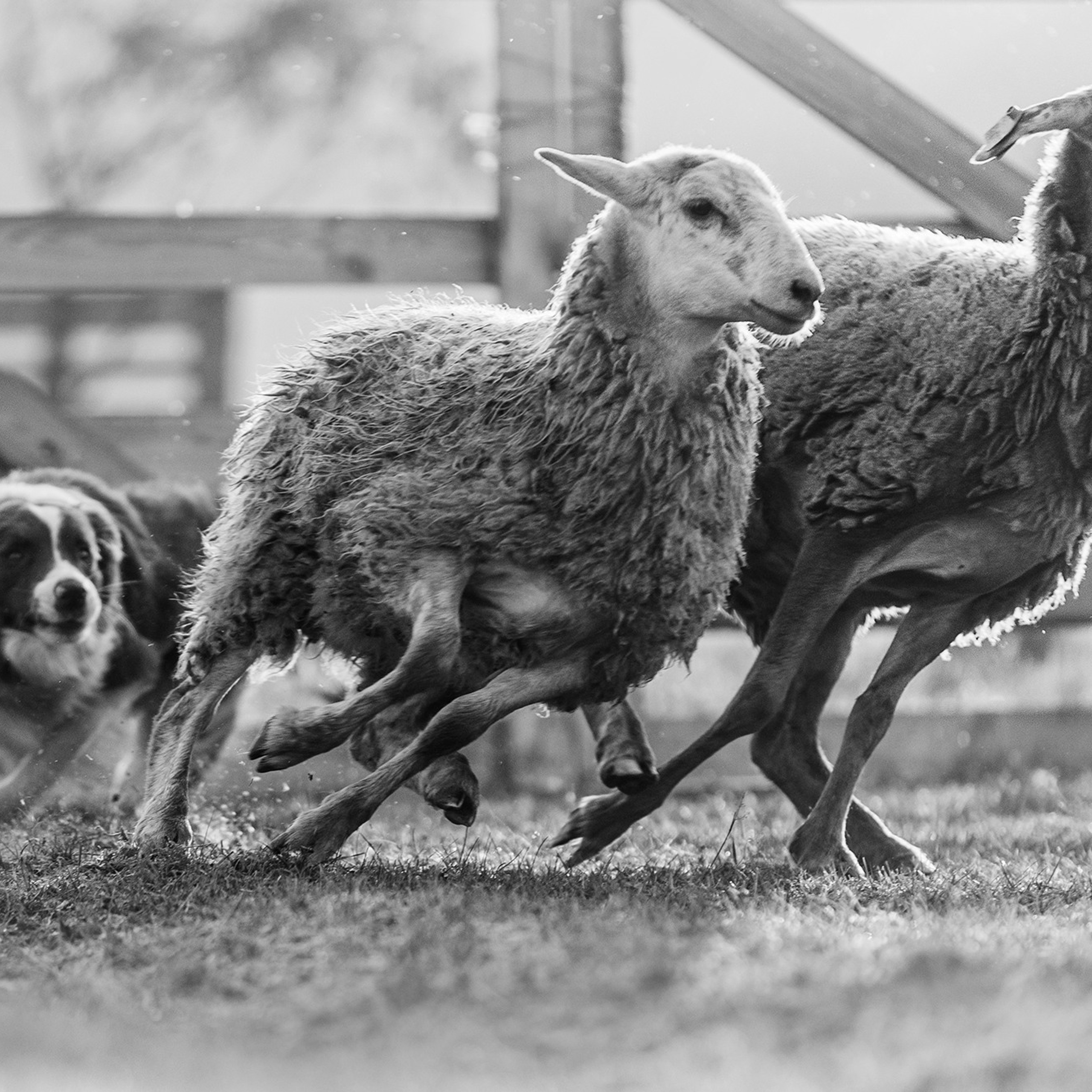 Пастьба. Фотограф Анна Тюрина