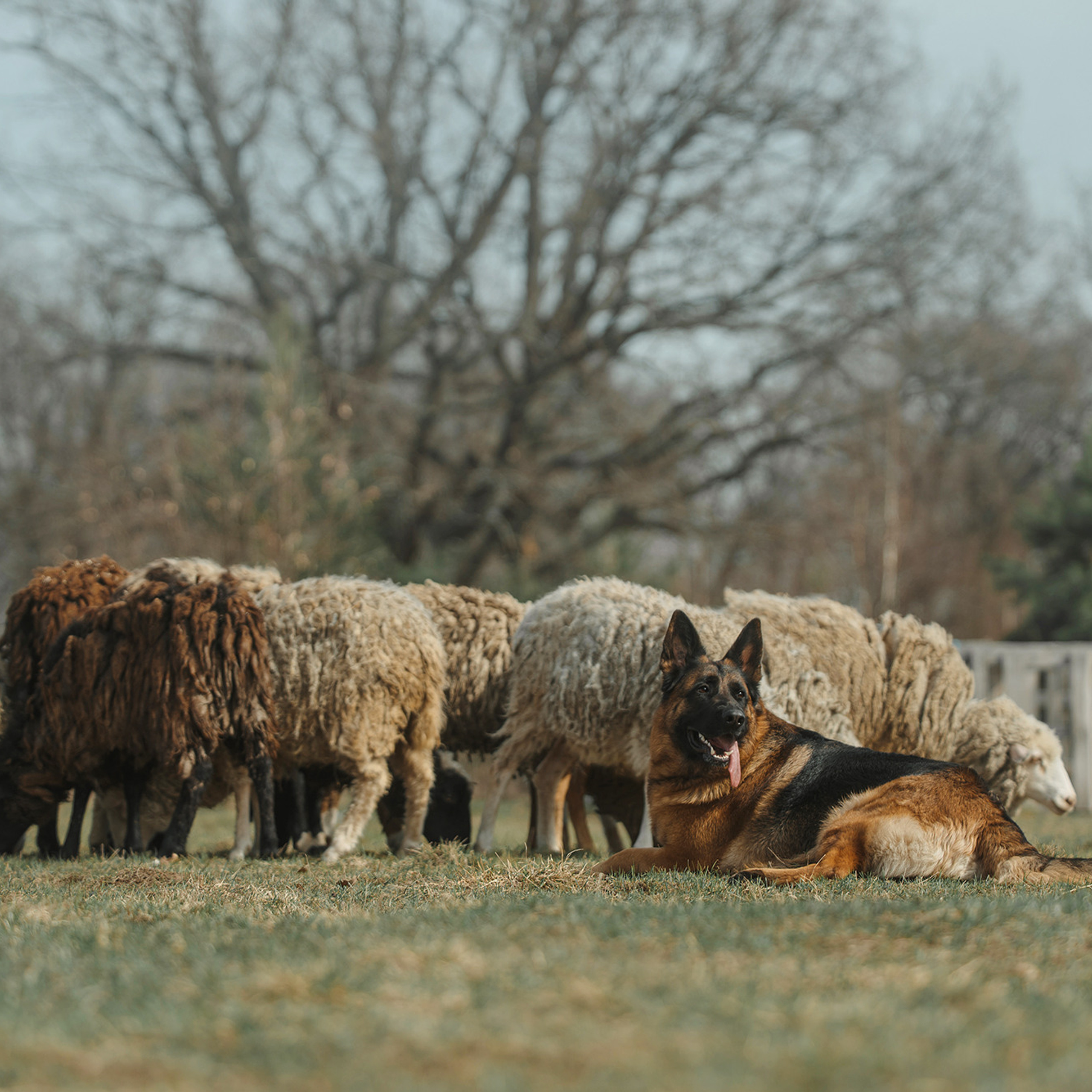 Пастьба. Фотограф Анна Тюрина