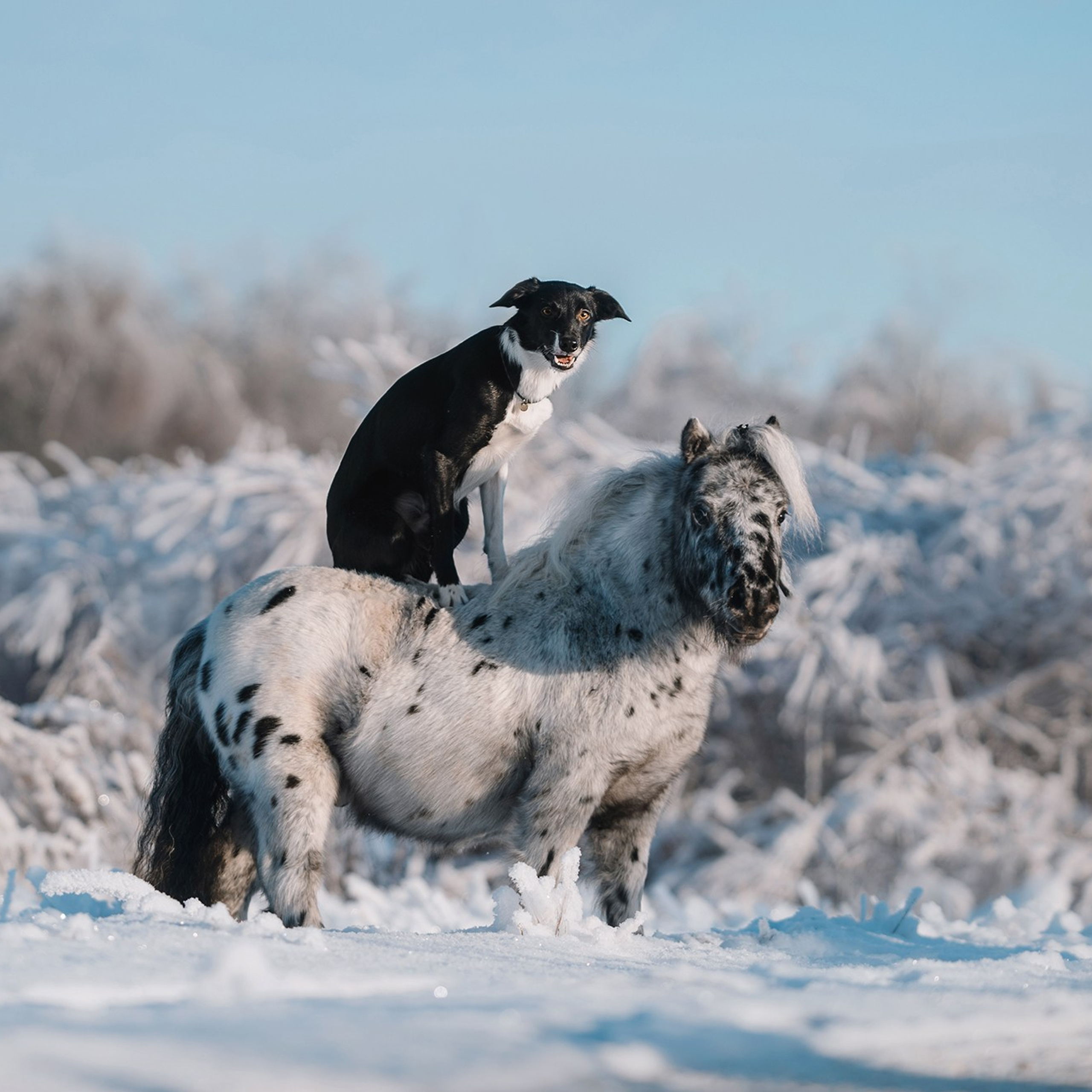 Питомец в кадре. Фотограф Анна Тюрина