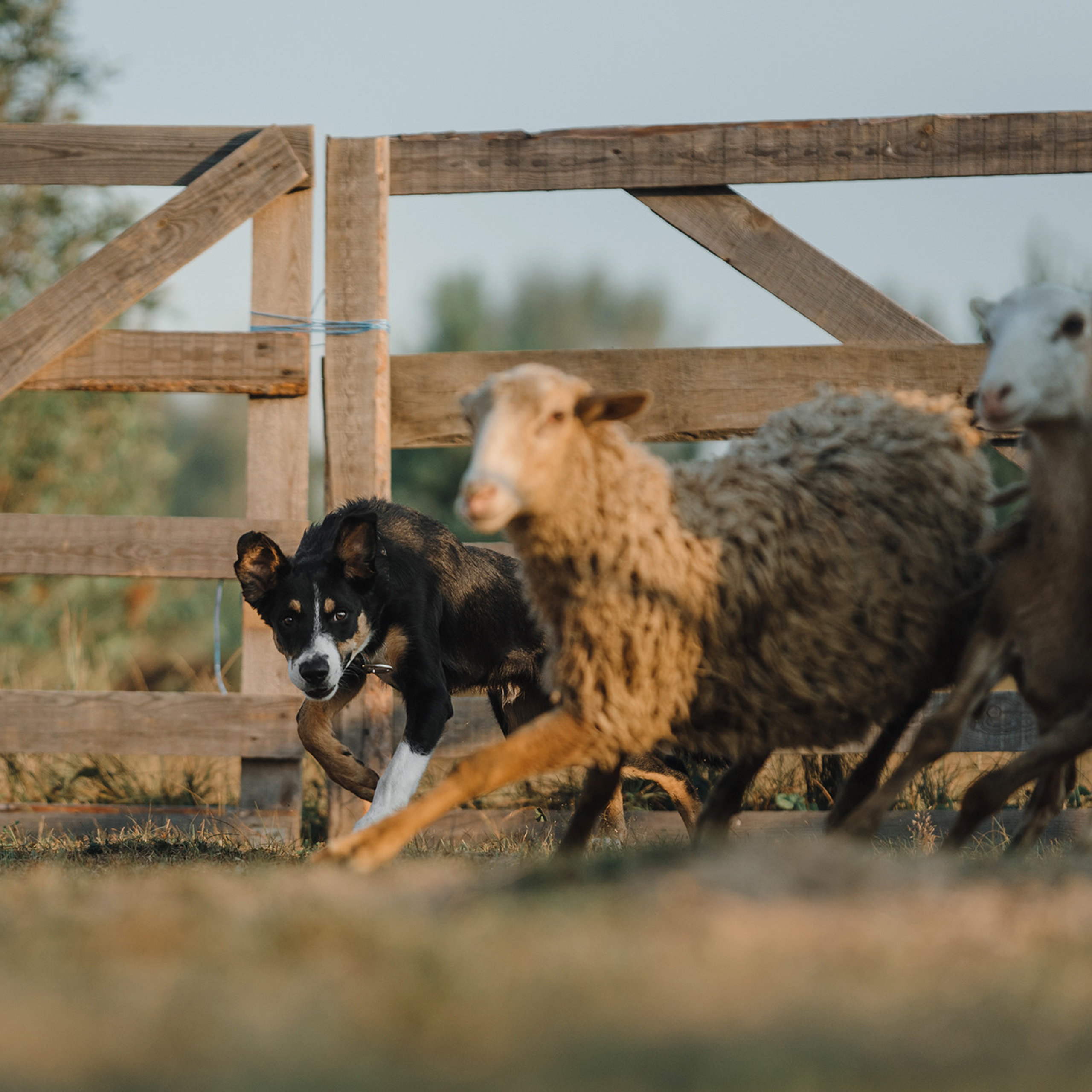 Пастьба. Фотограф Анна Тюрина