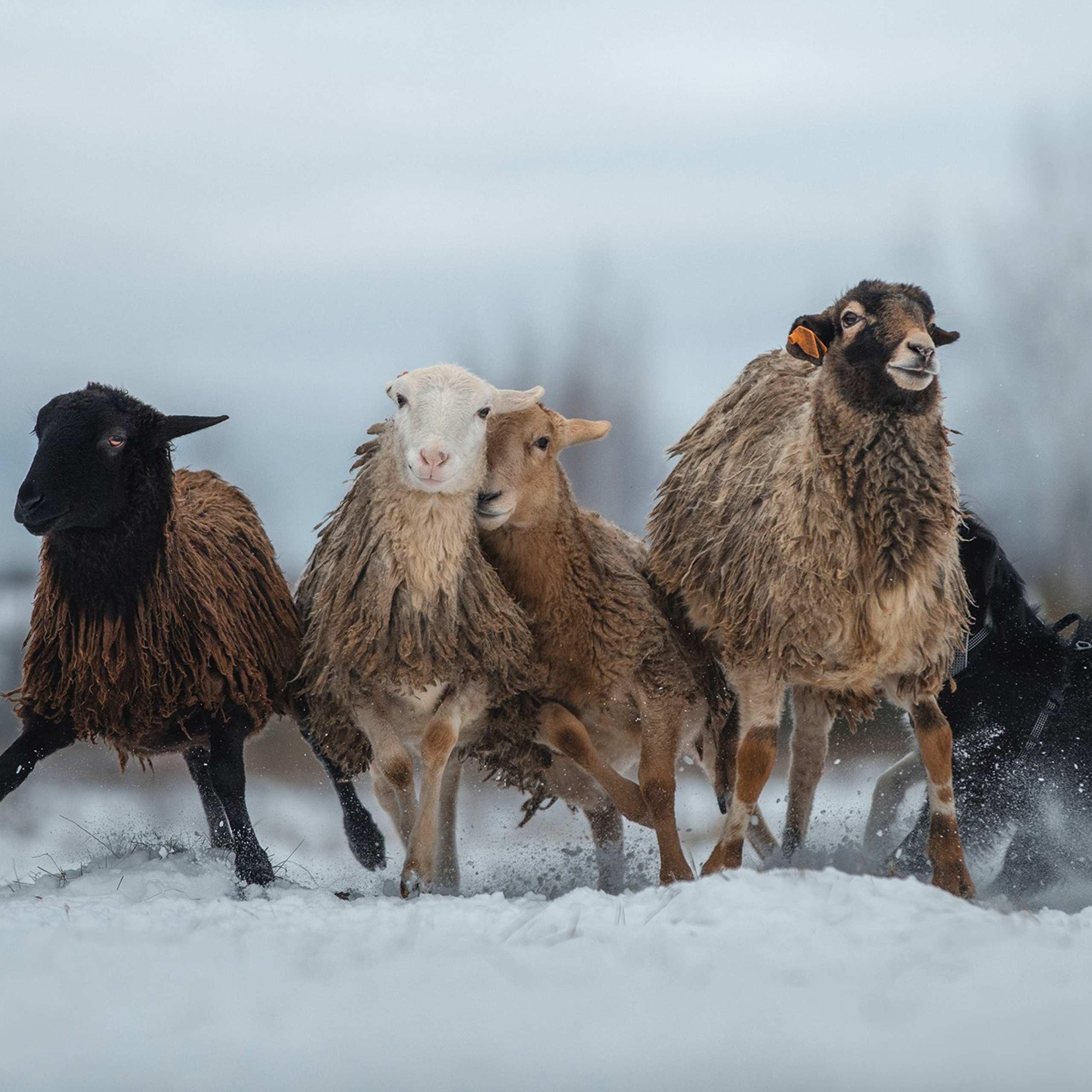 Пастьба. Фотограф Анна Тюрина