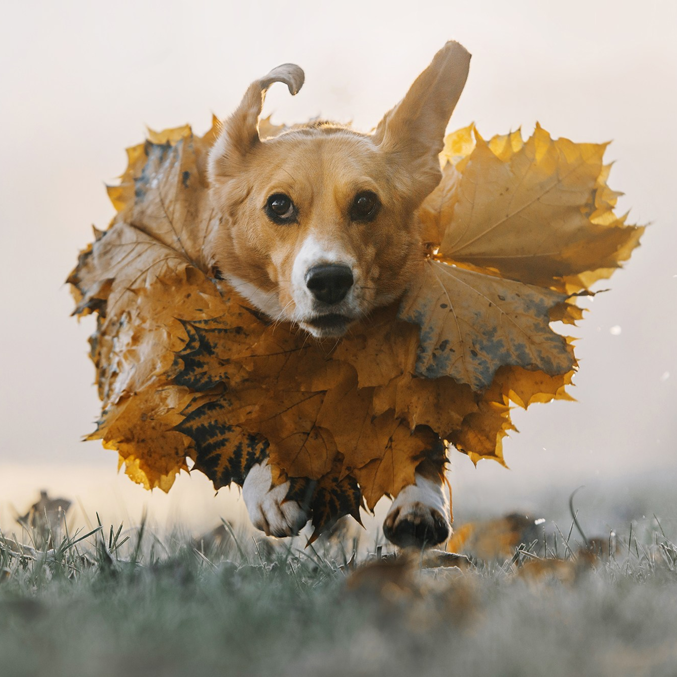 Питомец в кадре. Фотограф Анна Тюрина