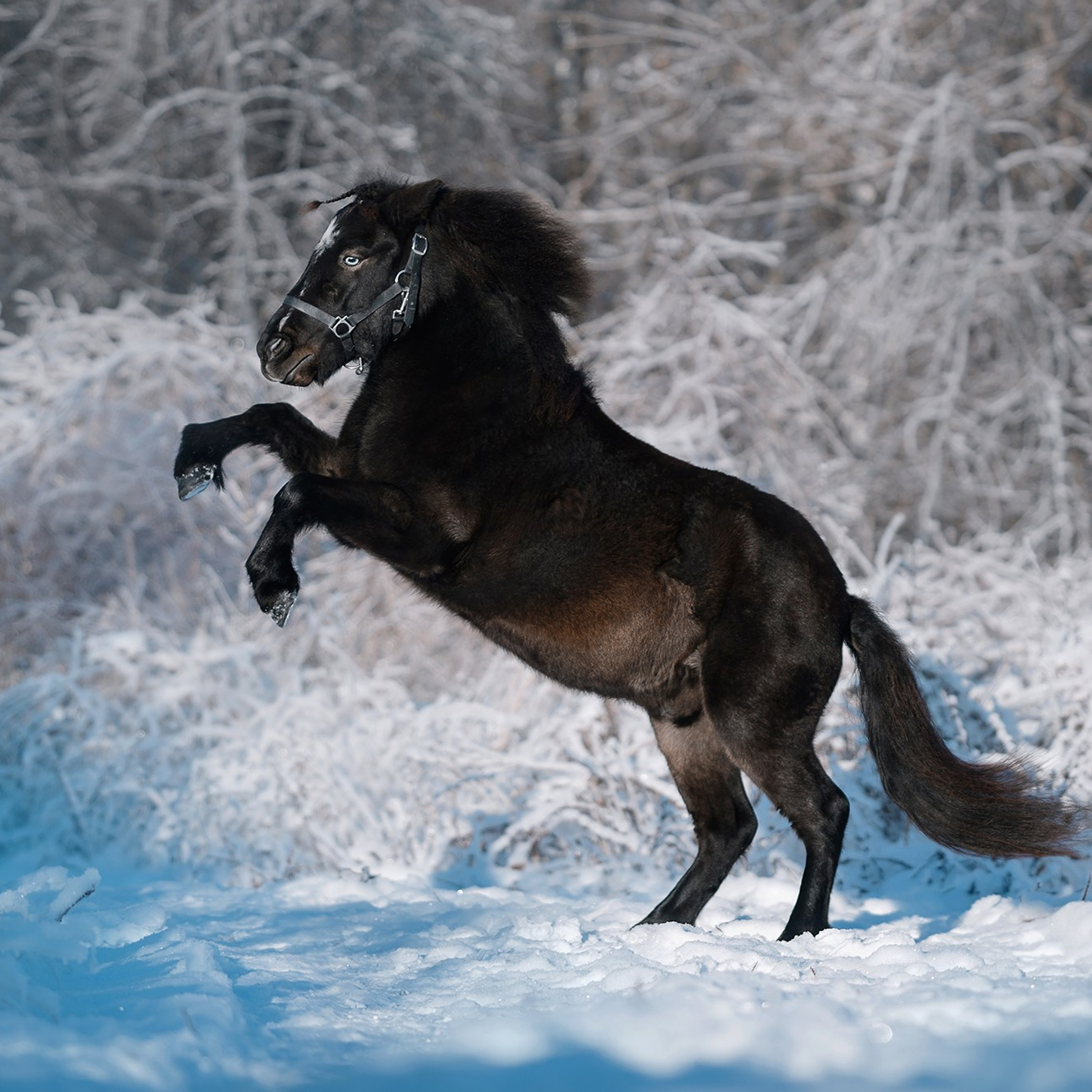 Питомец в кадре. Фотограф Анна Тюрина