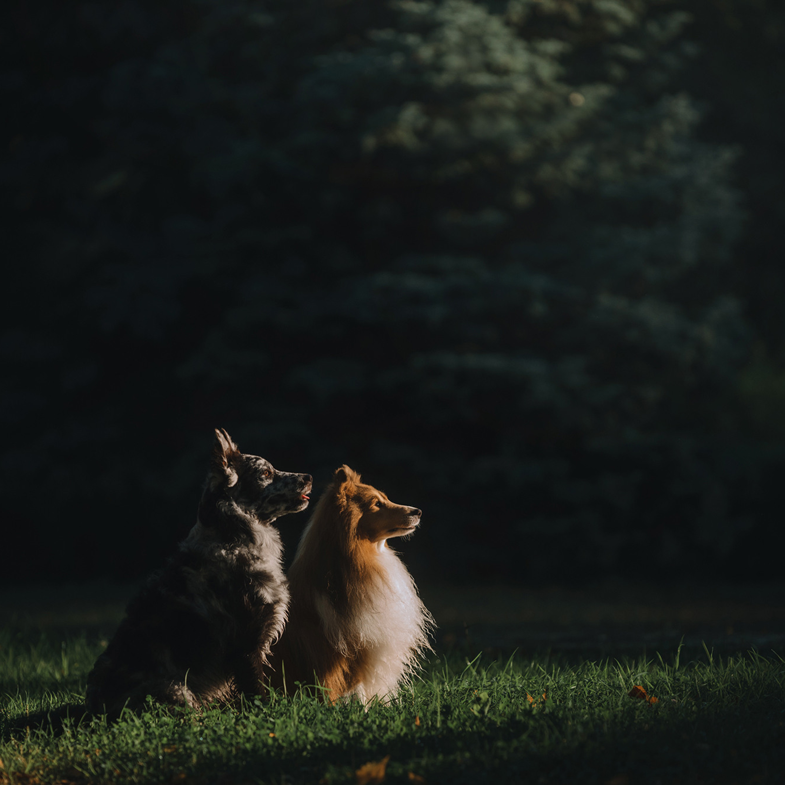 Ира, Инди и Сеня. Фотограф Анна Тюрина