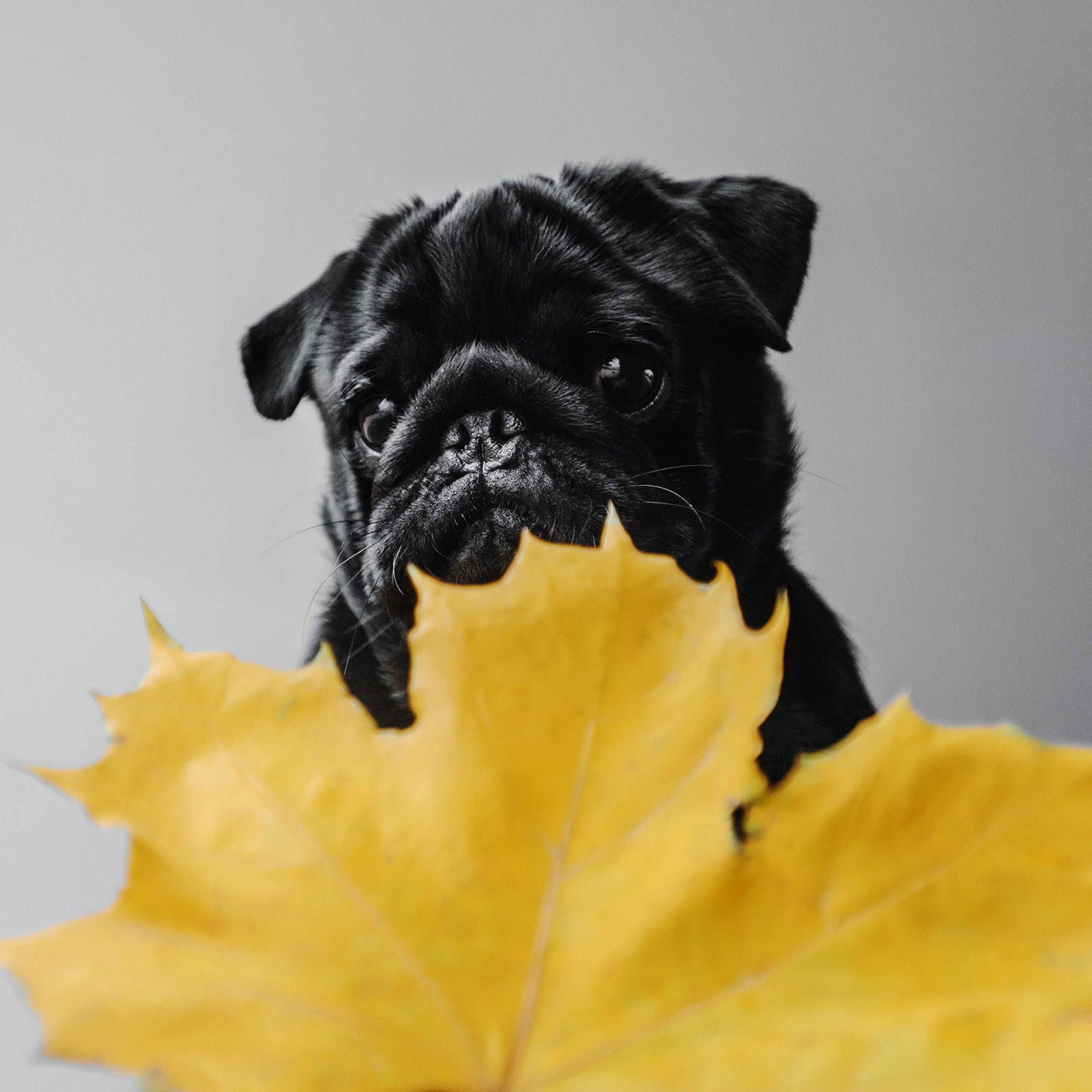 Питомец в кадре. Фотограф Анна Тюрина