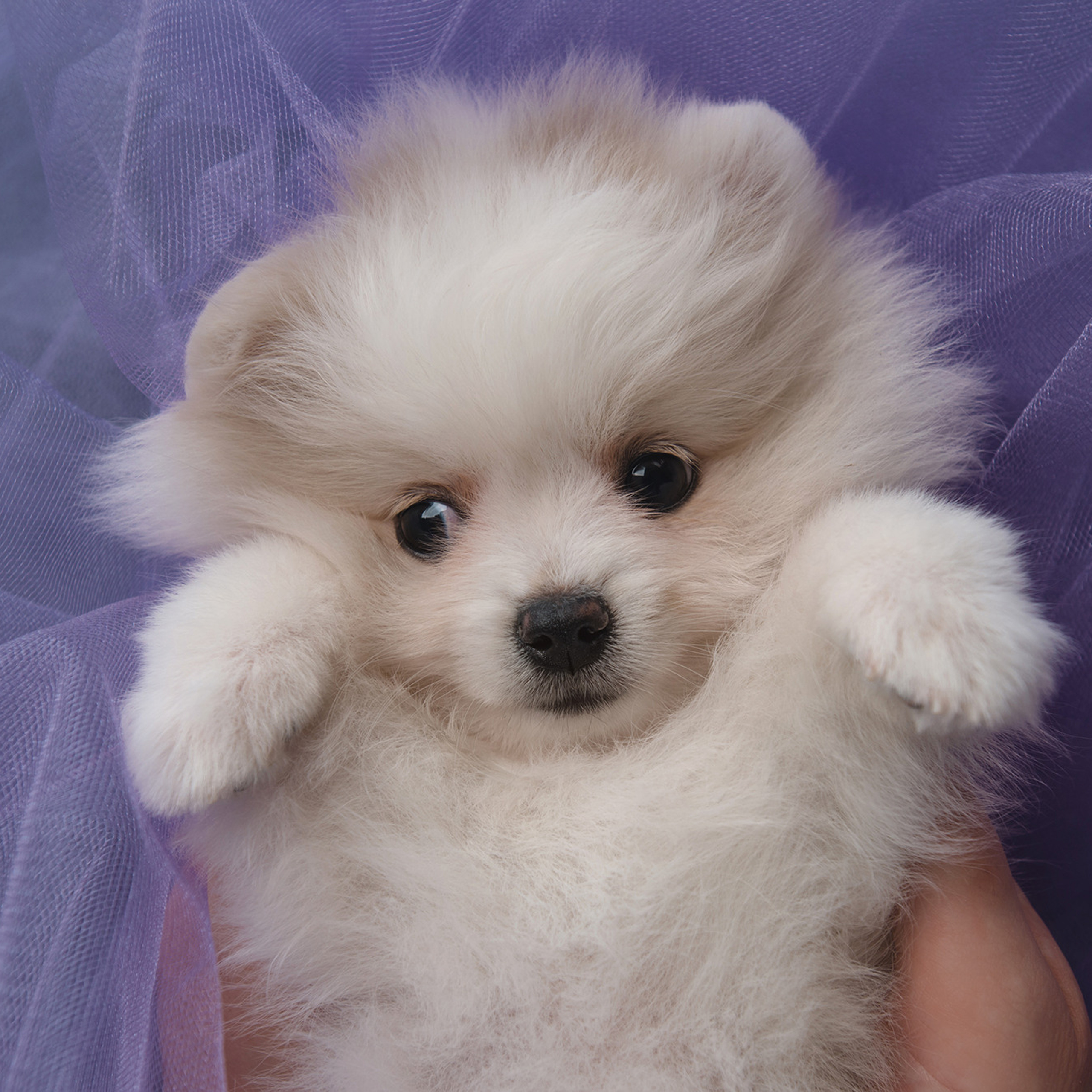 Очаровательные щенки шпица. Фотограф Анна Тюрина