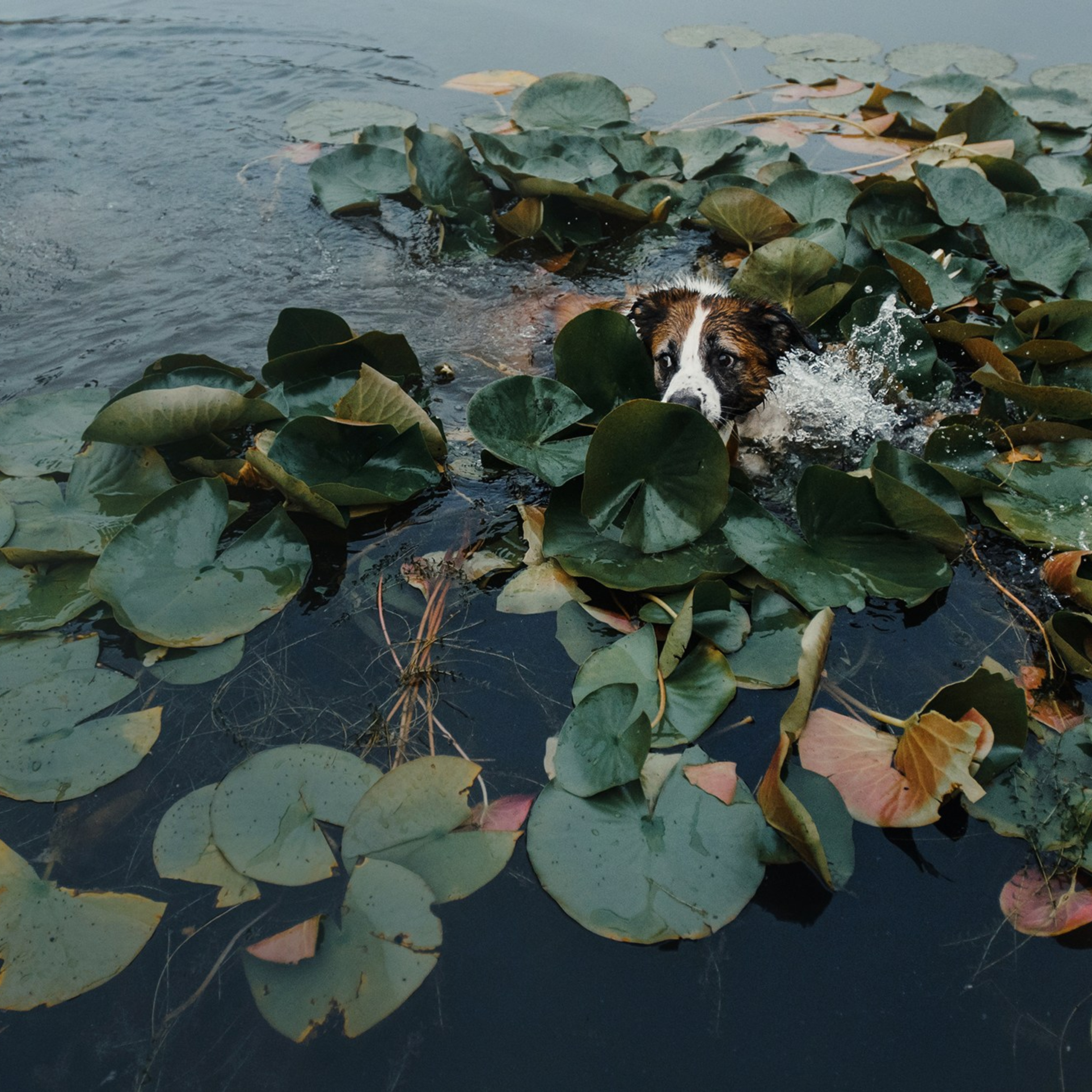 Питомец в кадре. Фотограф Анна Тюрина