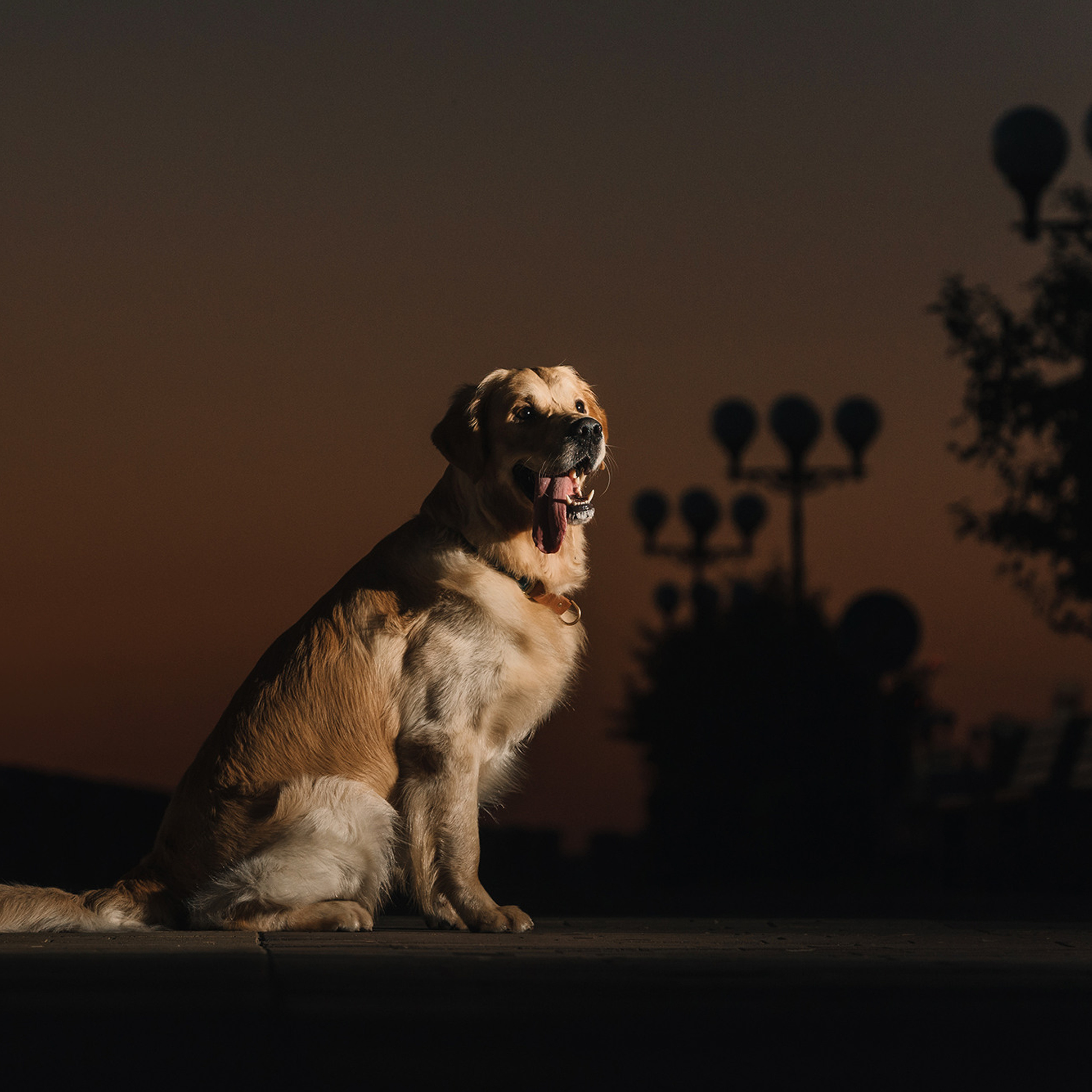 Светлана и Чарли. Фотограф Анна Тюрина