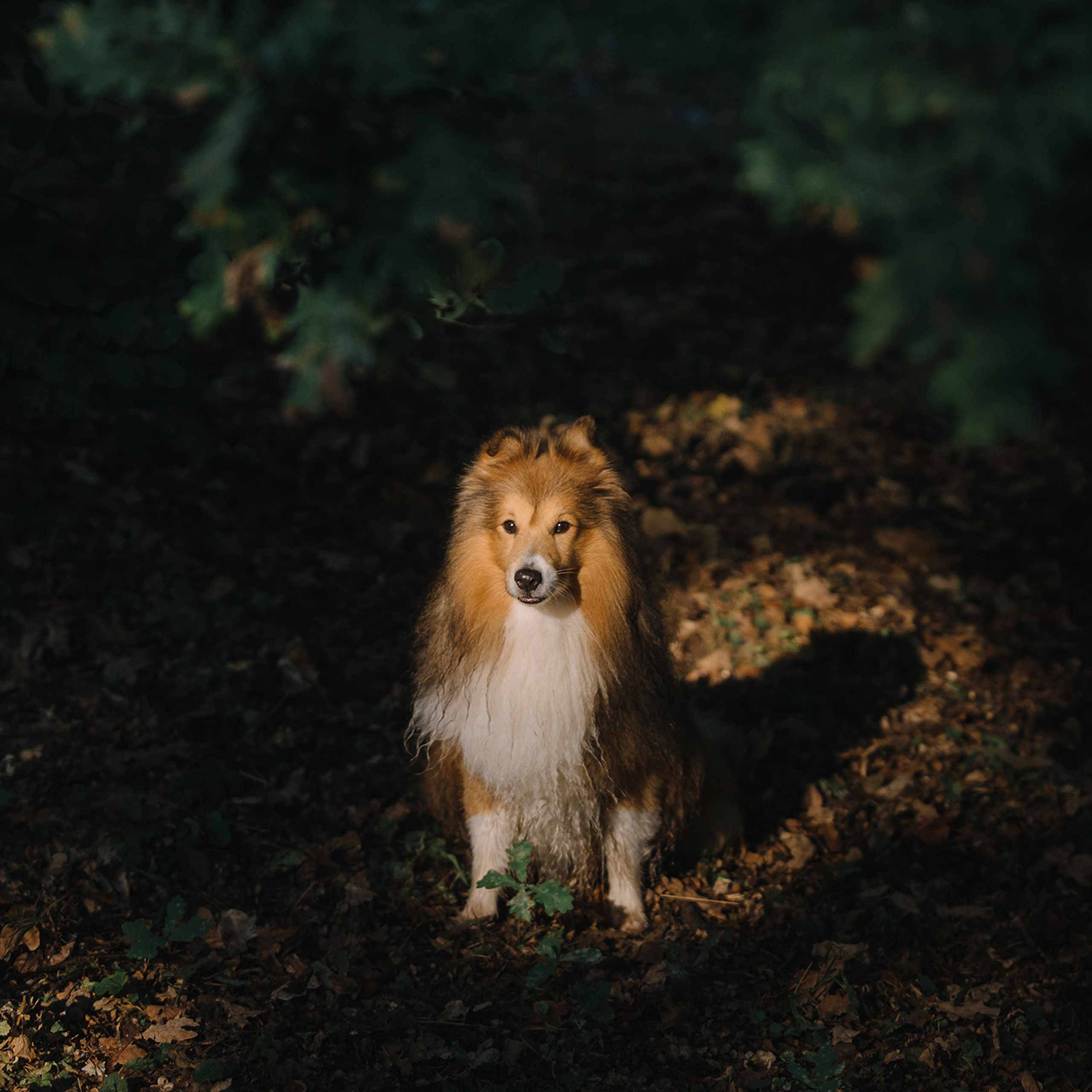 Ира, Инди и Сеня. Фотограф Анна Тюрина