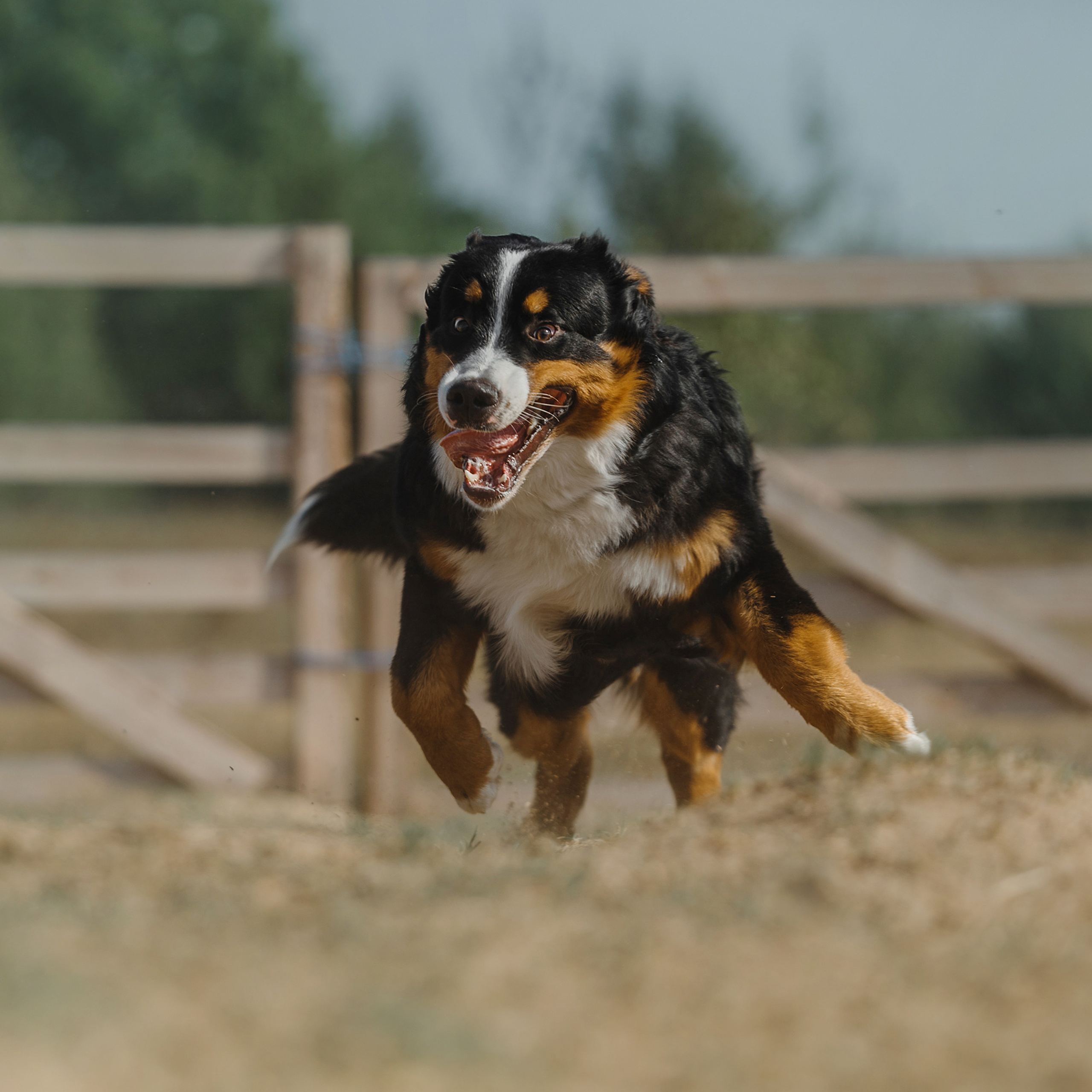 Пастьба. Фотограф Анна Тюрина