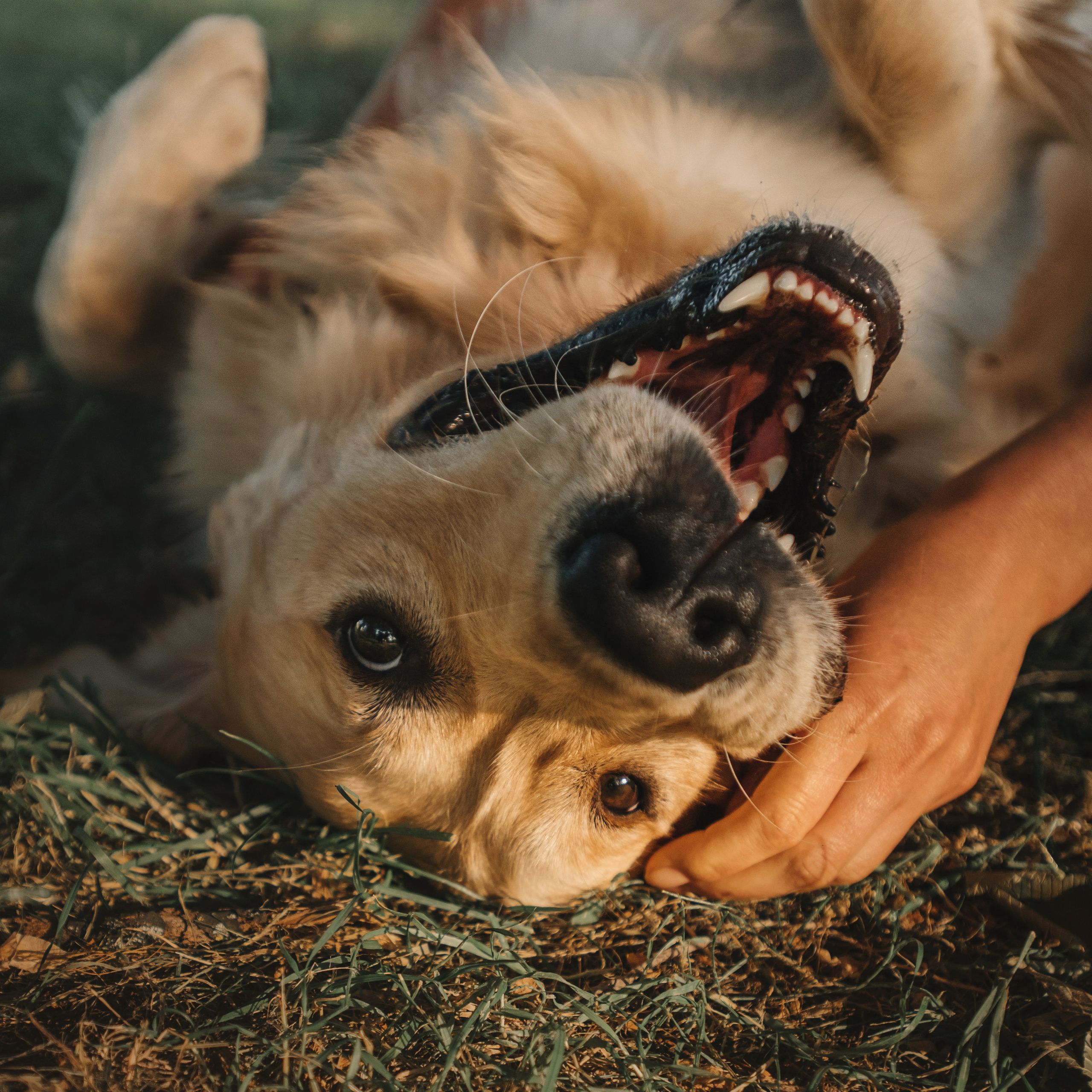 Светлана и Чарли. Фотограф Анна Тюрина
