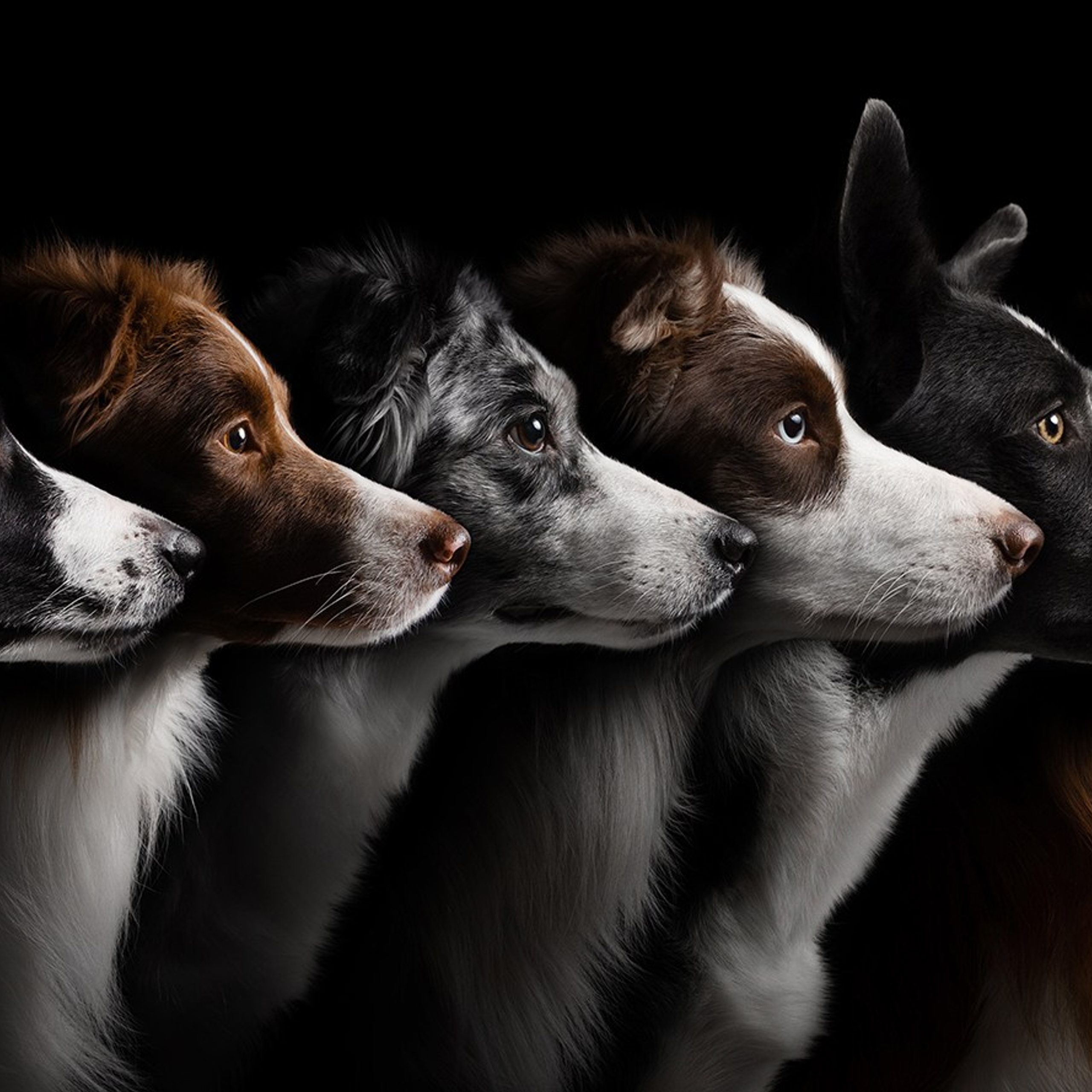 Проект портреты на чёрном фоне. Фотограф Анна Тюрина