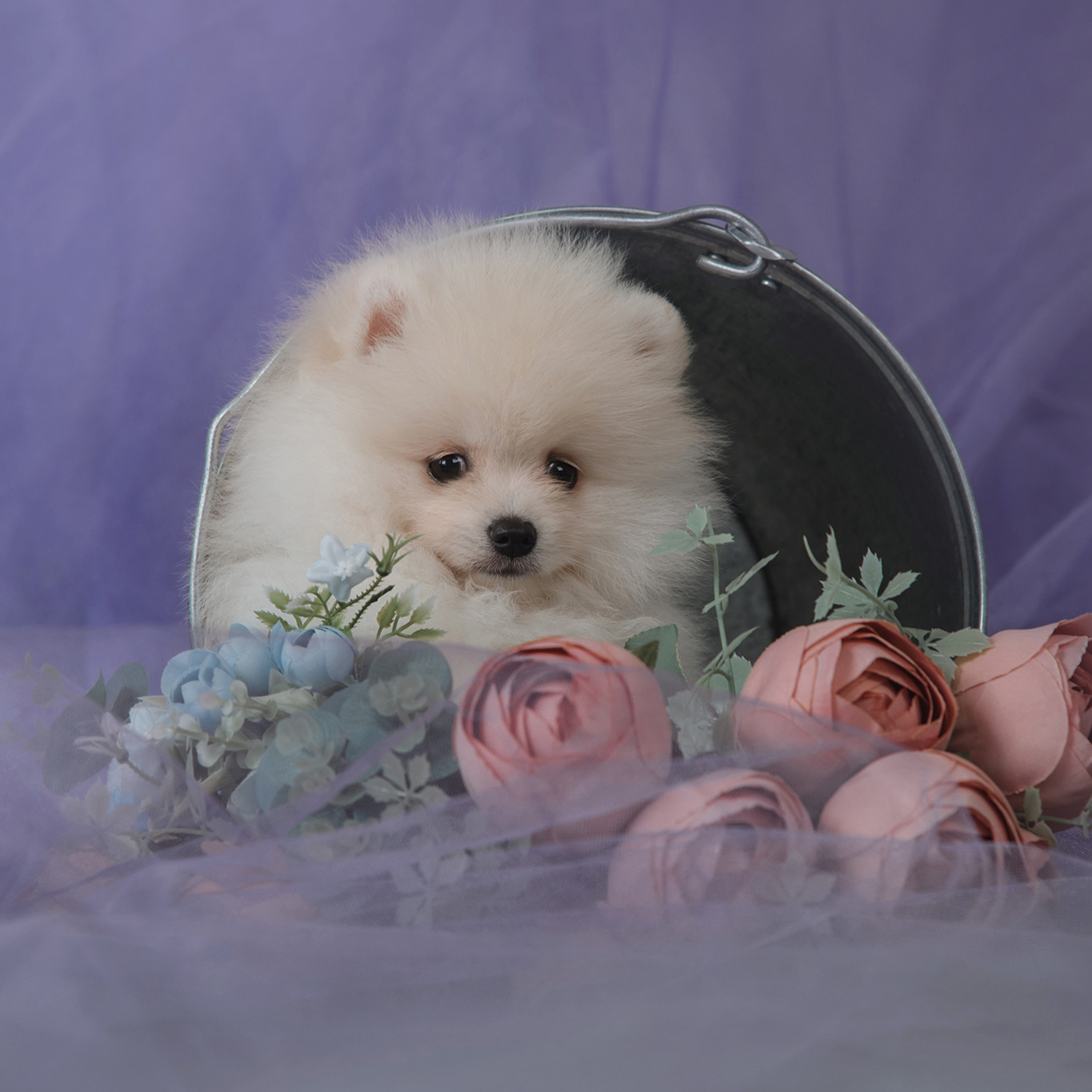 Очаровательные щенки шпица. Фотограф Анна Тюрина