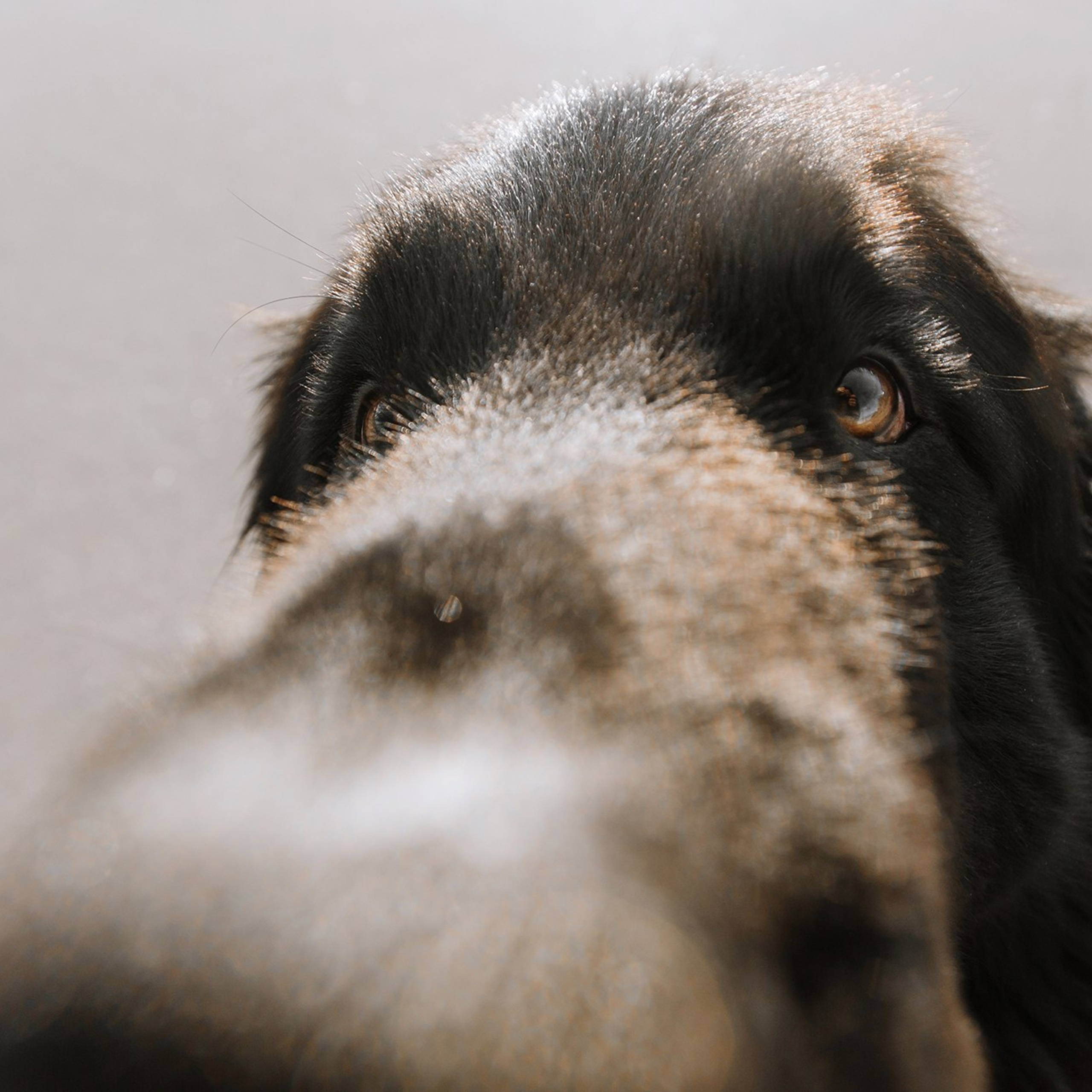 Питомец в кадре. Фотограф Анна Тюрина