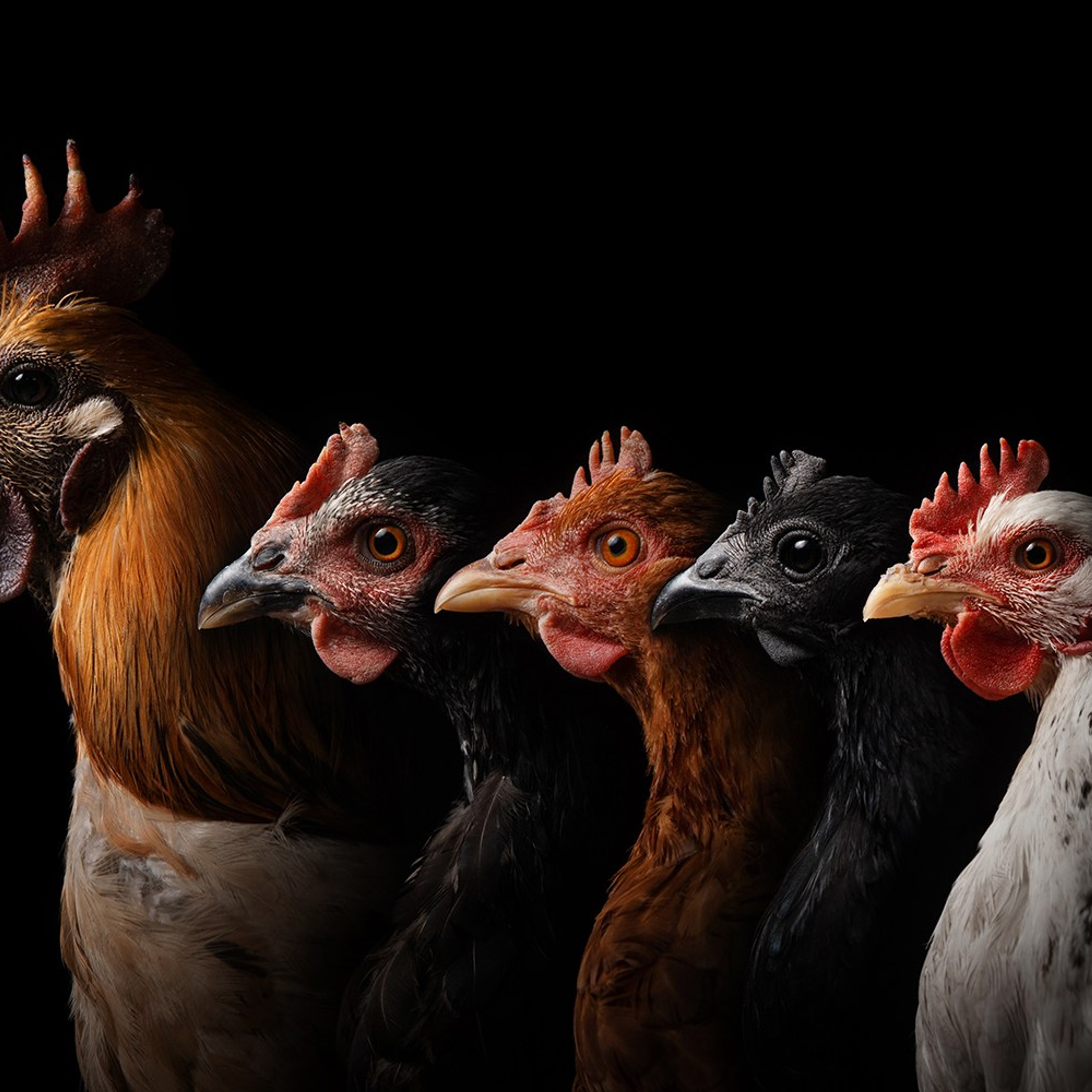 Проект портреты на чёрном фоне. Фотограф Анна Тюрина