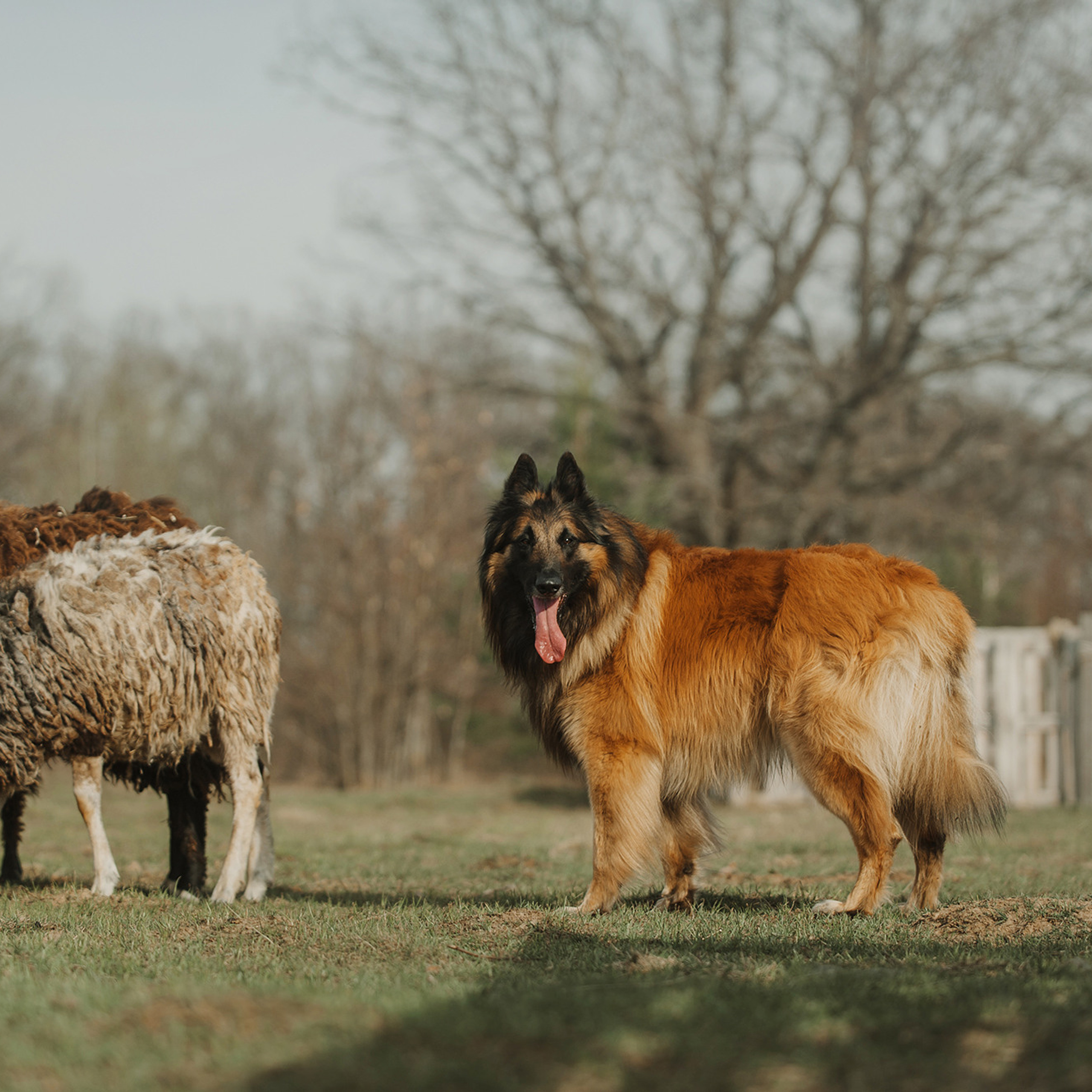 Пастьба. Фотограф Анна Тюрина