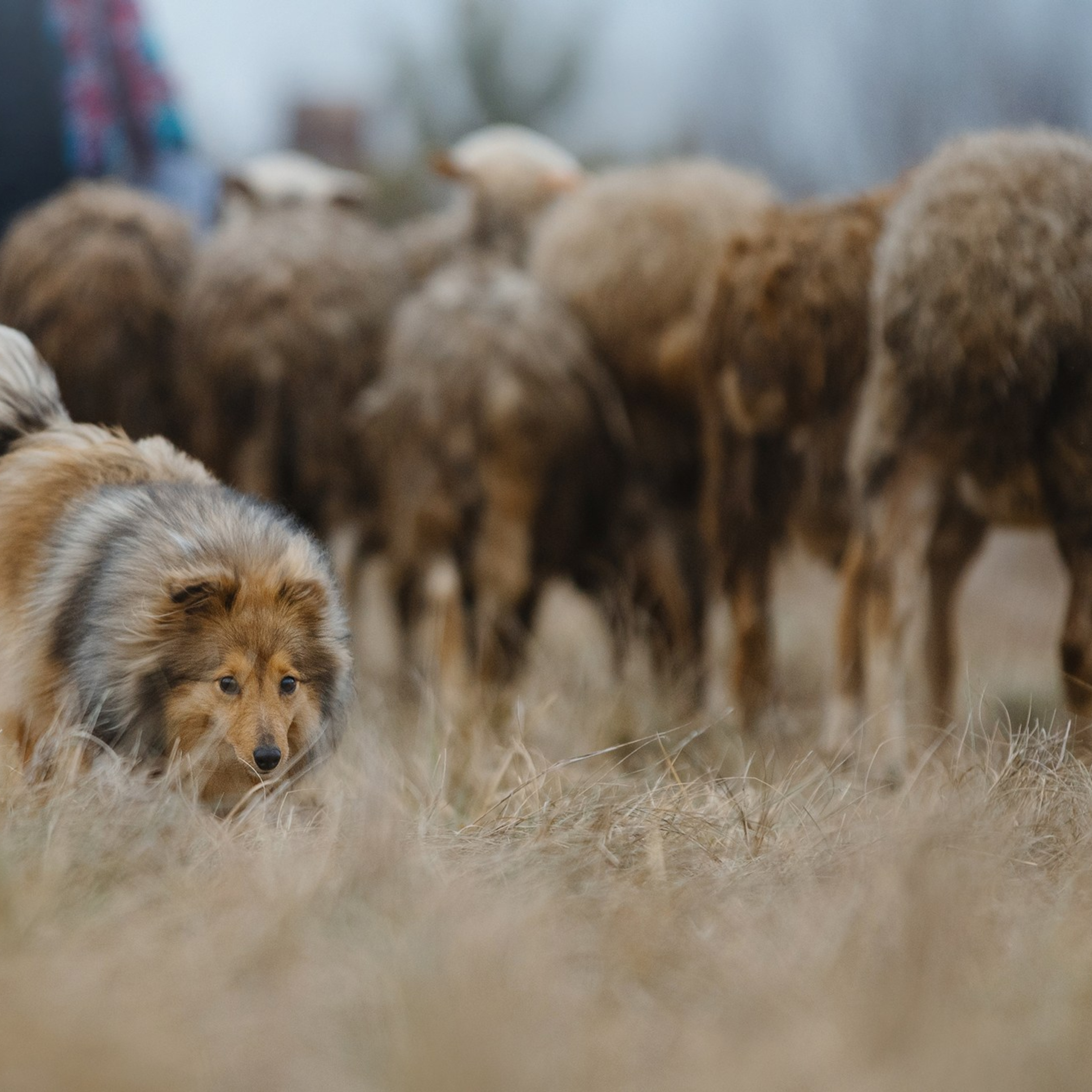 Пастьба. Фотограф Анна Тюрина