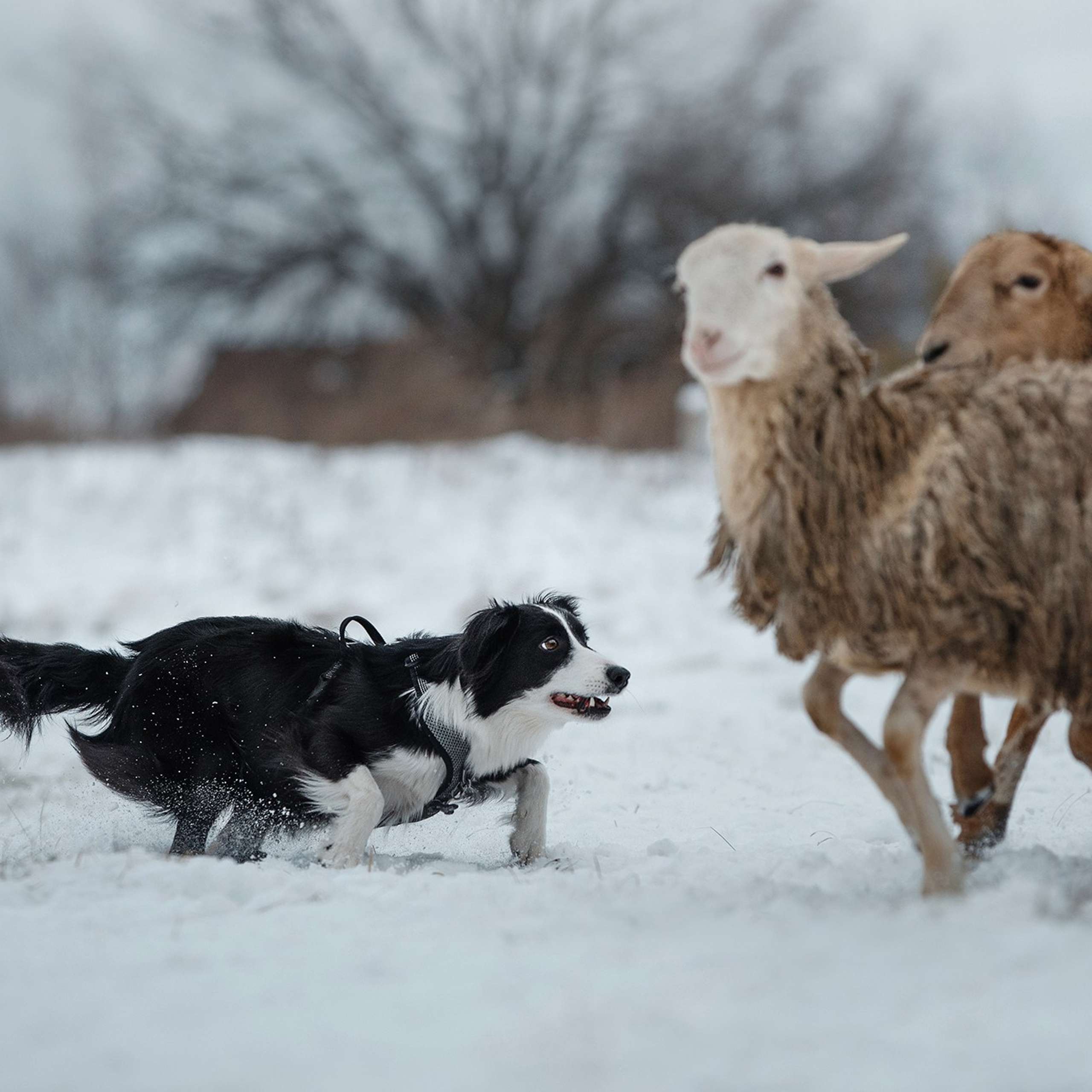 Пастьба. Фотограф Анна Тюрина