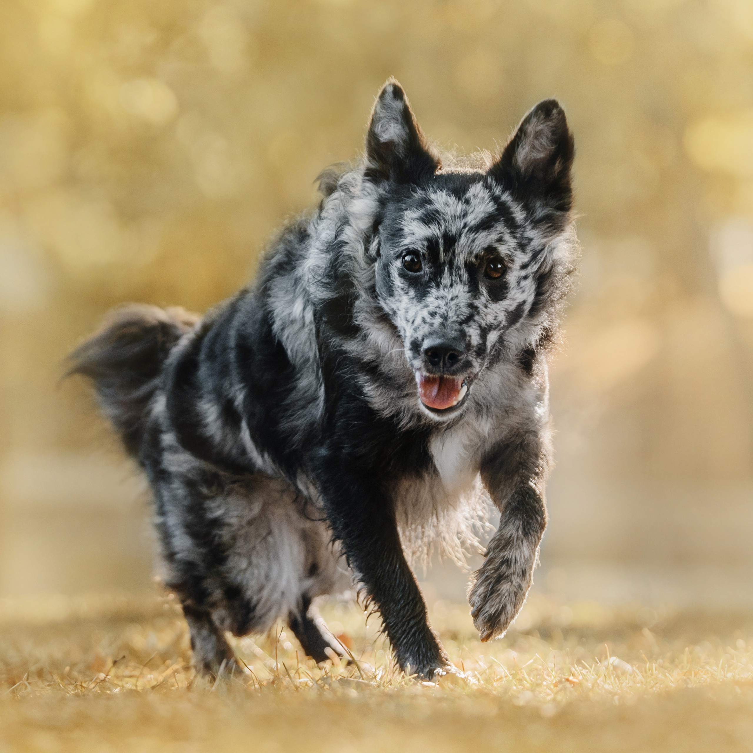 Ира, Инди и Сеня. Фотограф Анна Тюрина