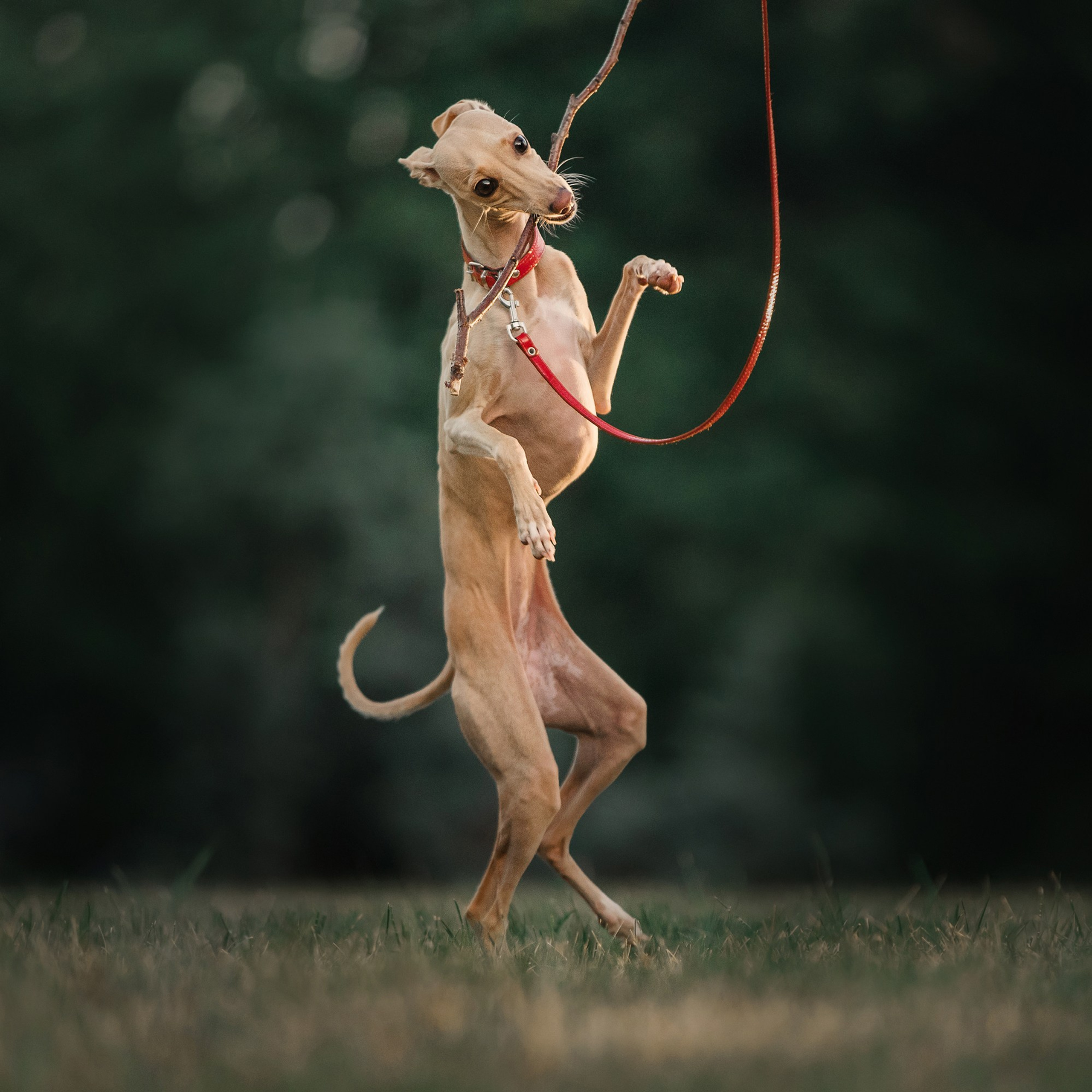 Питомец в кадре. Фотограф Анна Тюрина