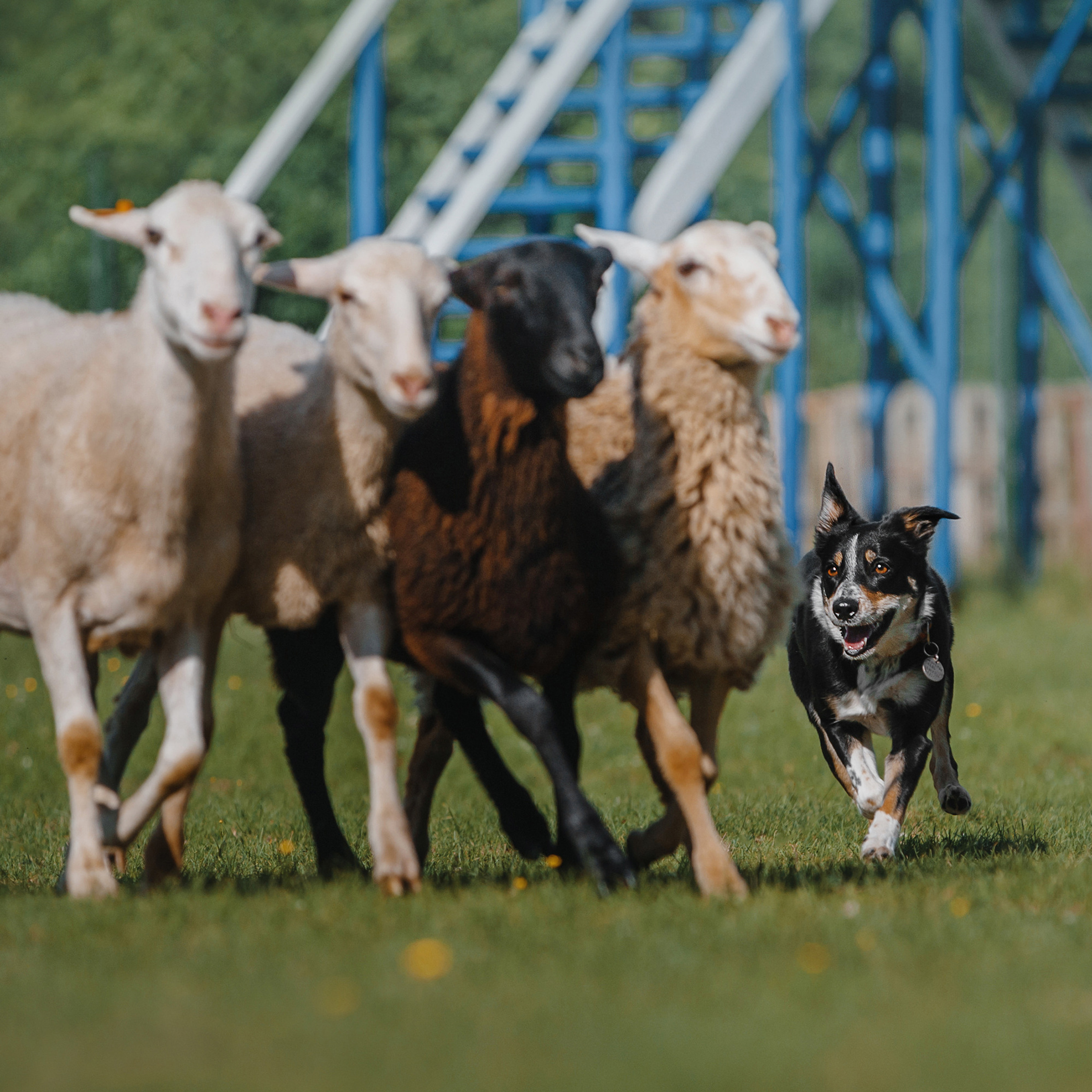 Пастьба. Фотограф Анна Тюрина