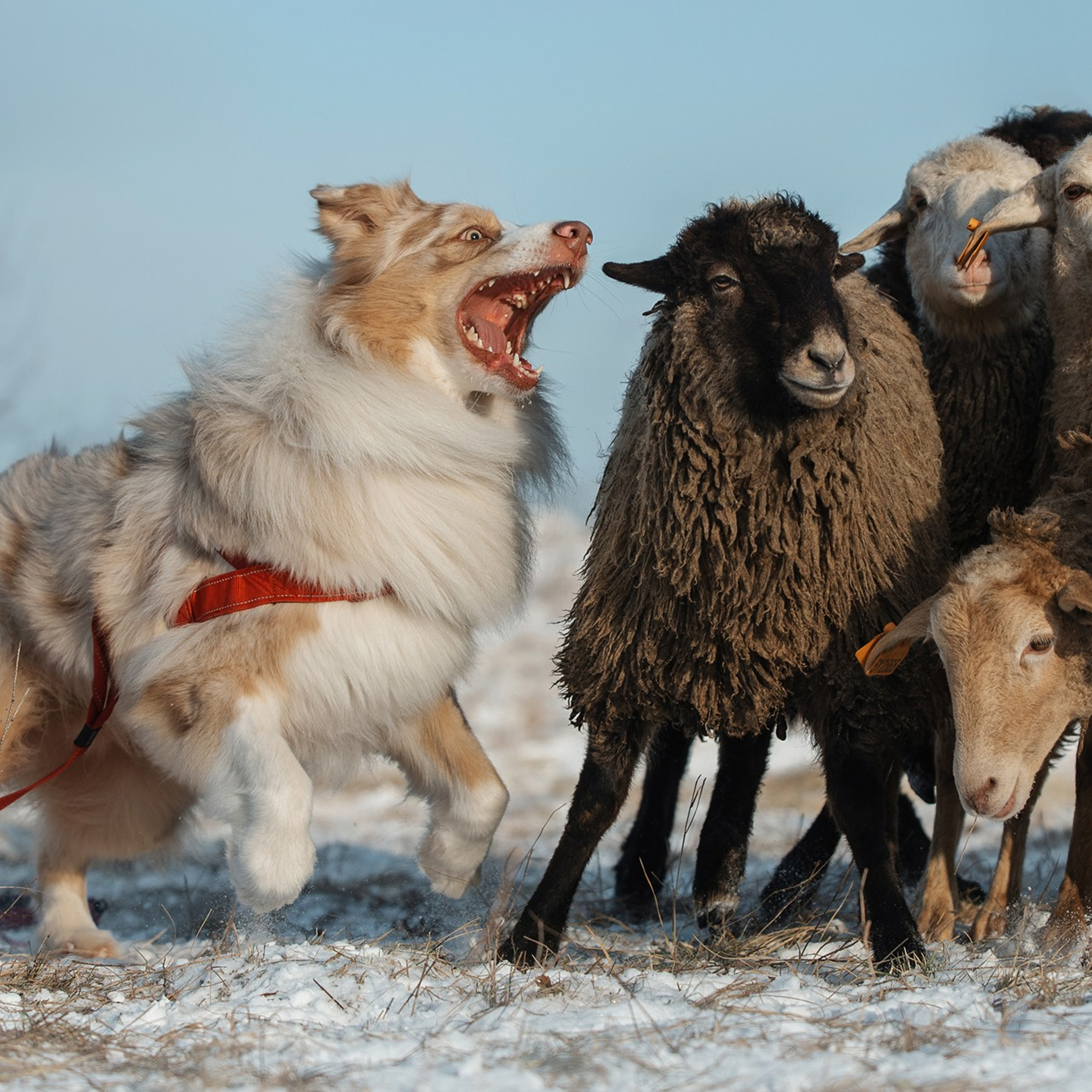 Пастьба. Фотограф Анна Тюрина