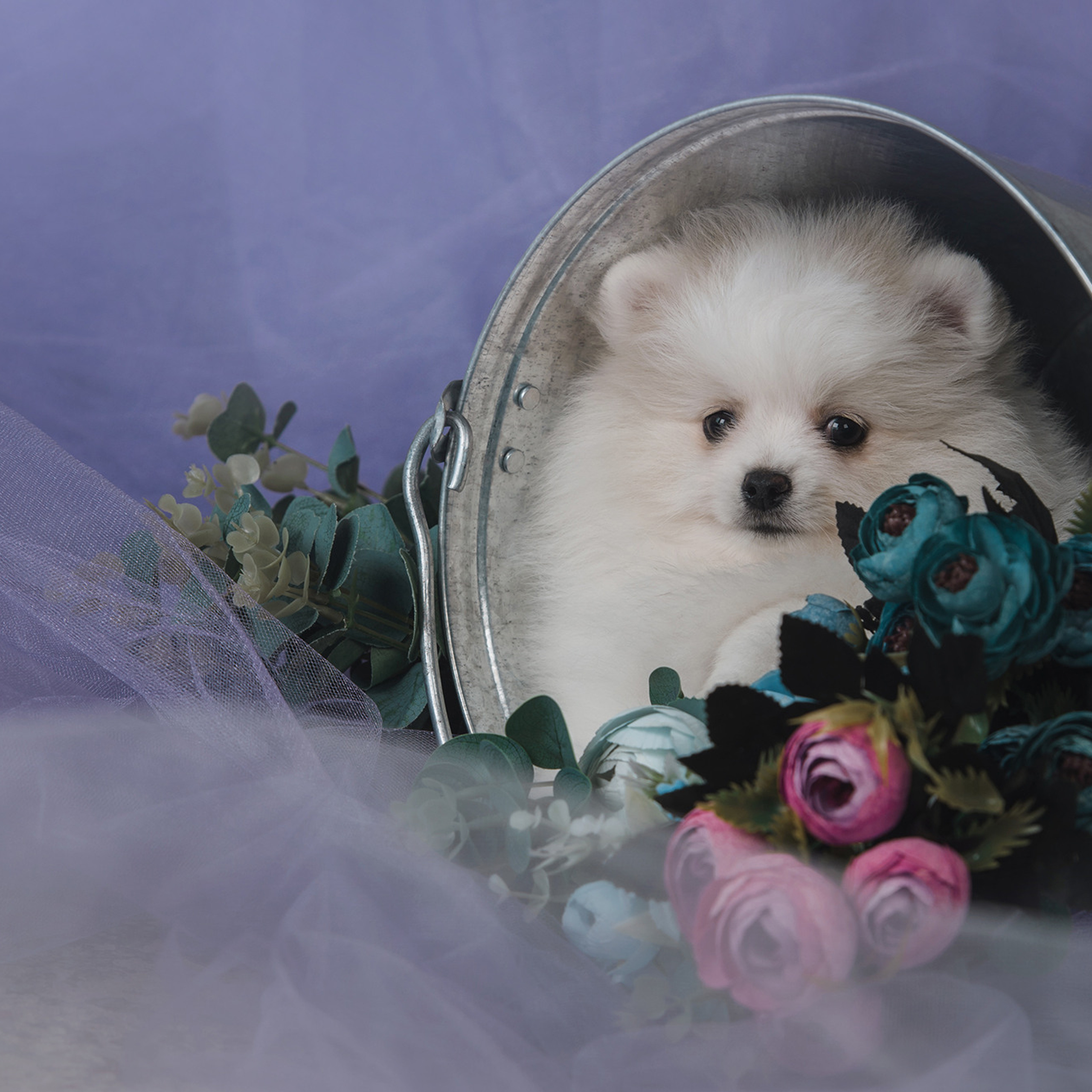 Очаровательные щенки шпица. Фотограф Анна Тюрина