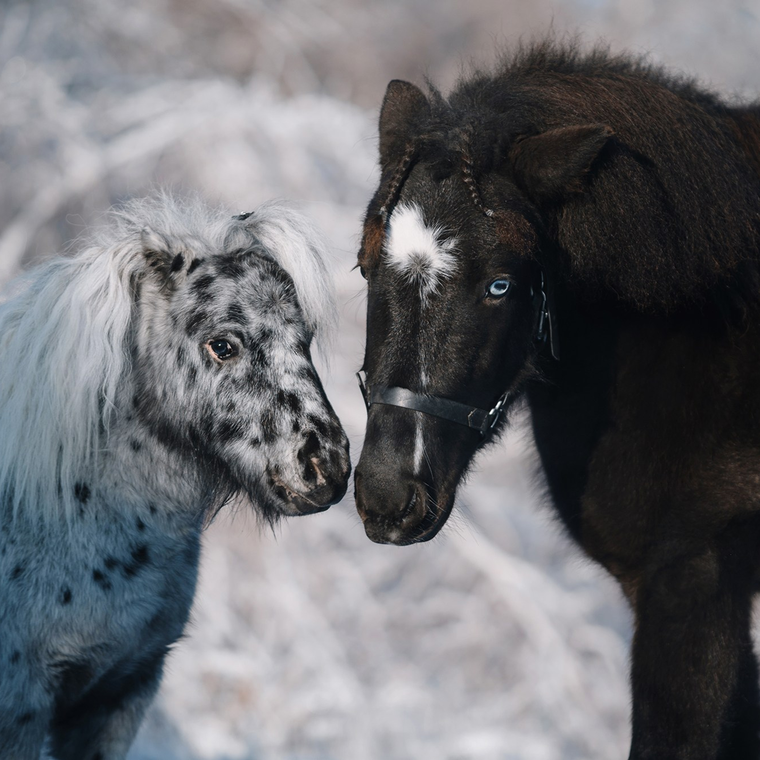 Питомец в кадре. Фотограф Анна Тюрина