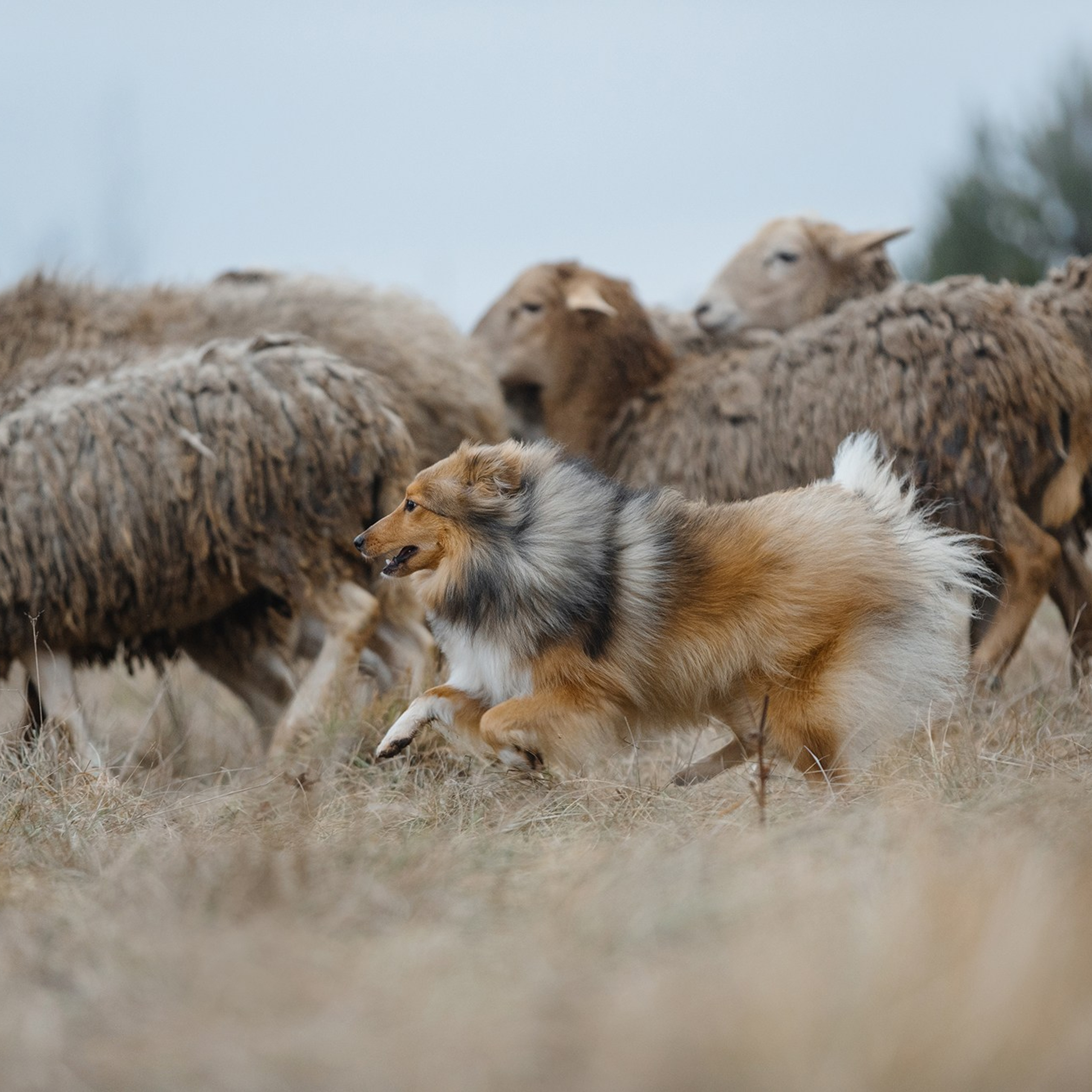 Пастьба. Фотограф Анна Тюрина