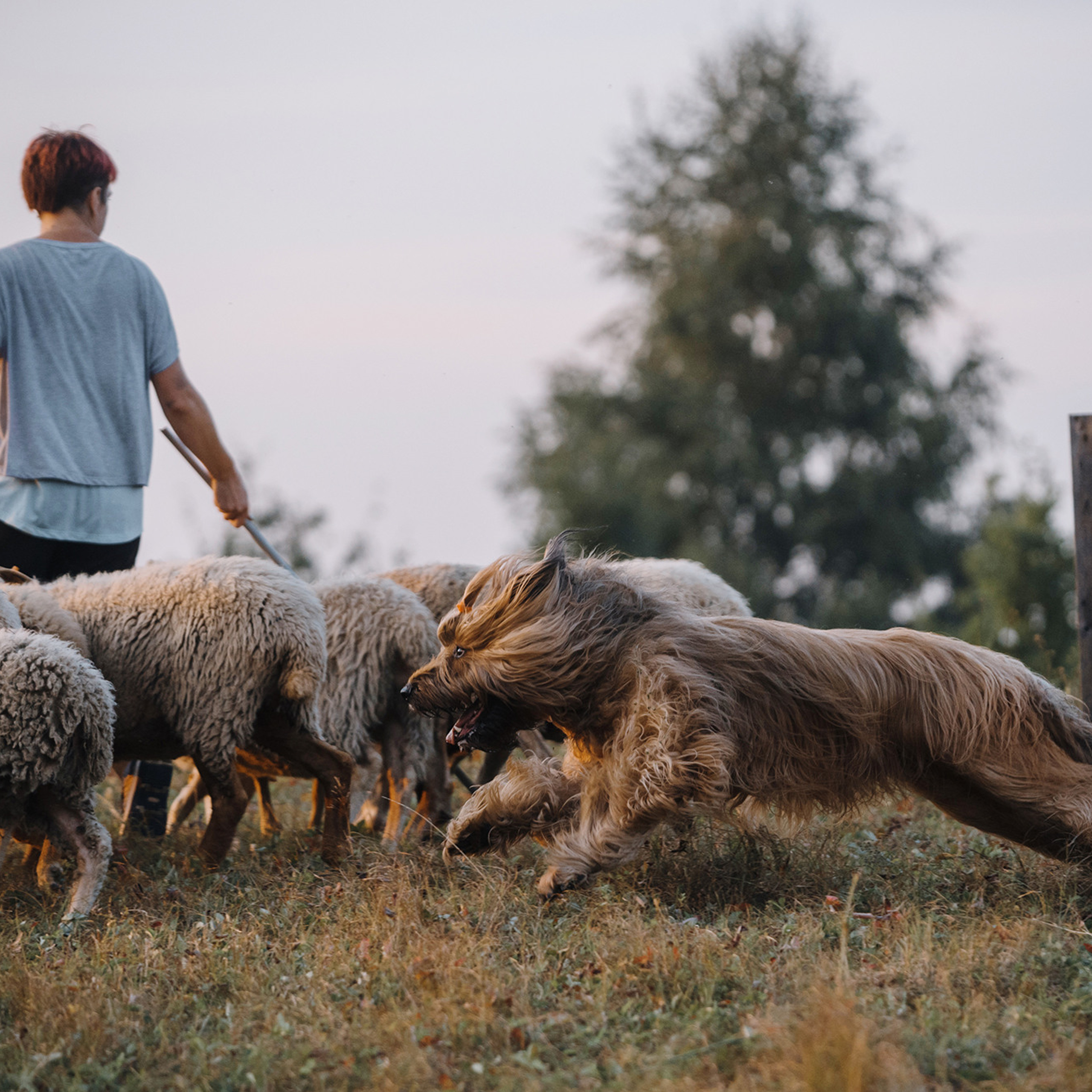 Пастьба. Фотограф Анна Тюрина