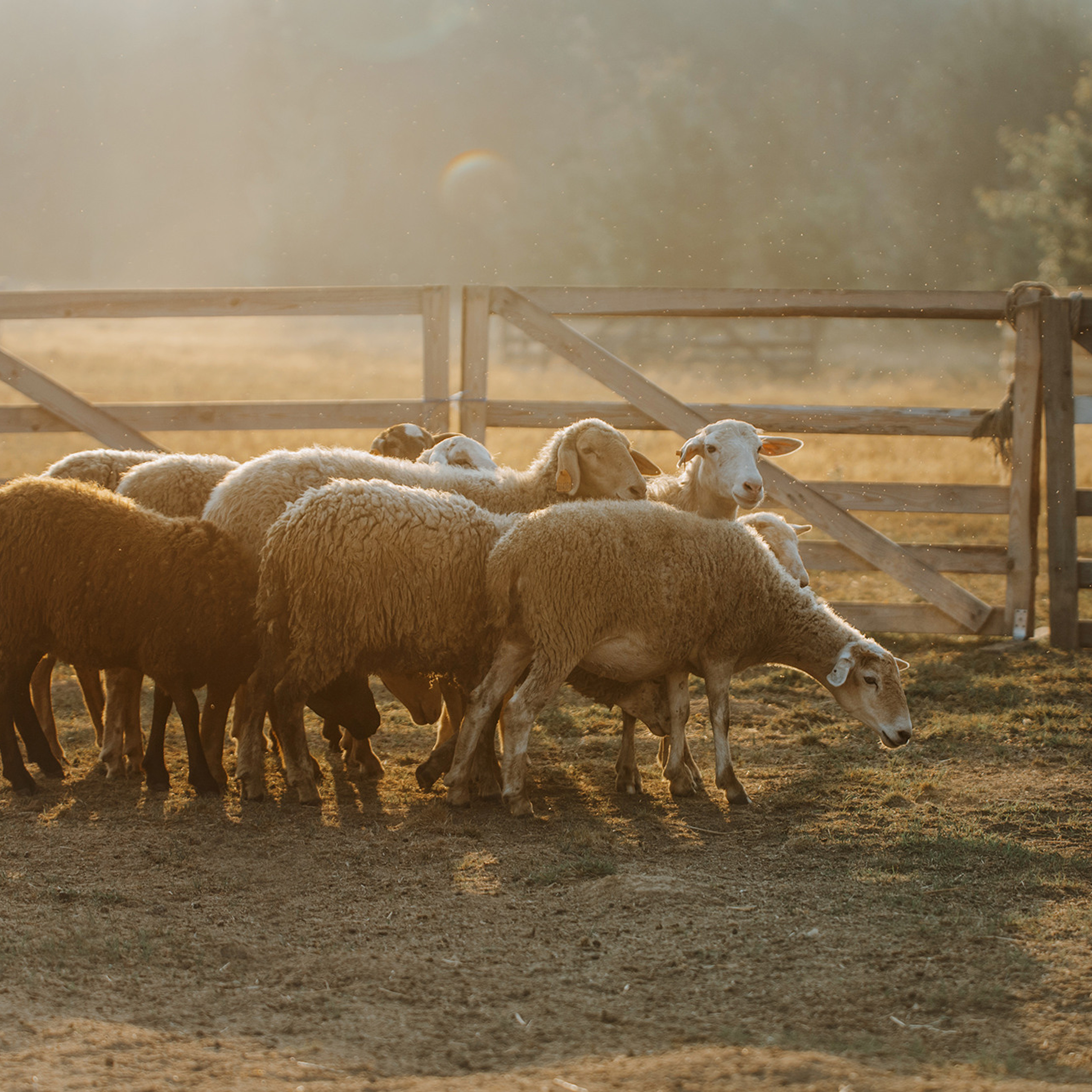 Пастьба. Фотограф Анна Тюрина
