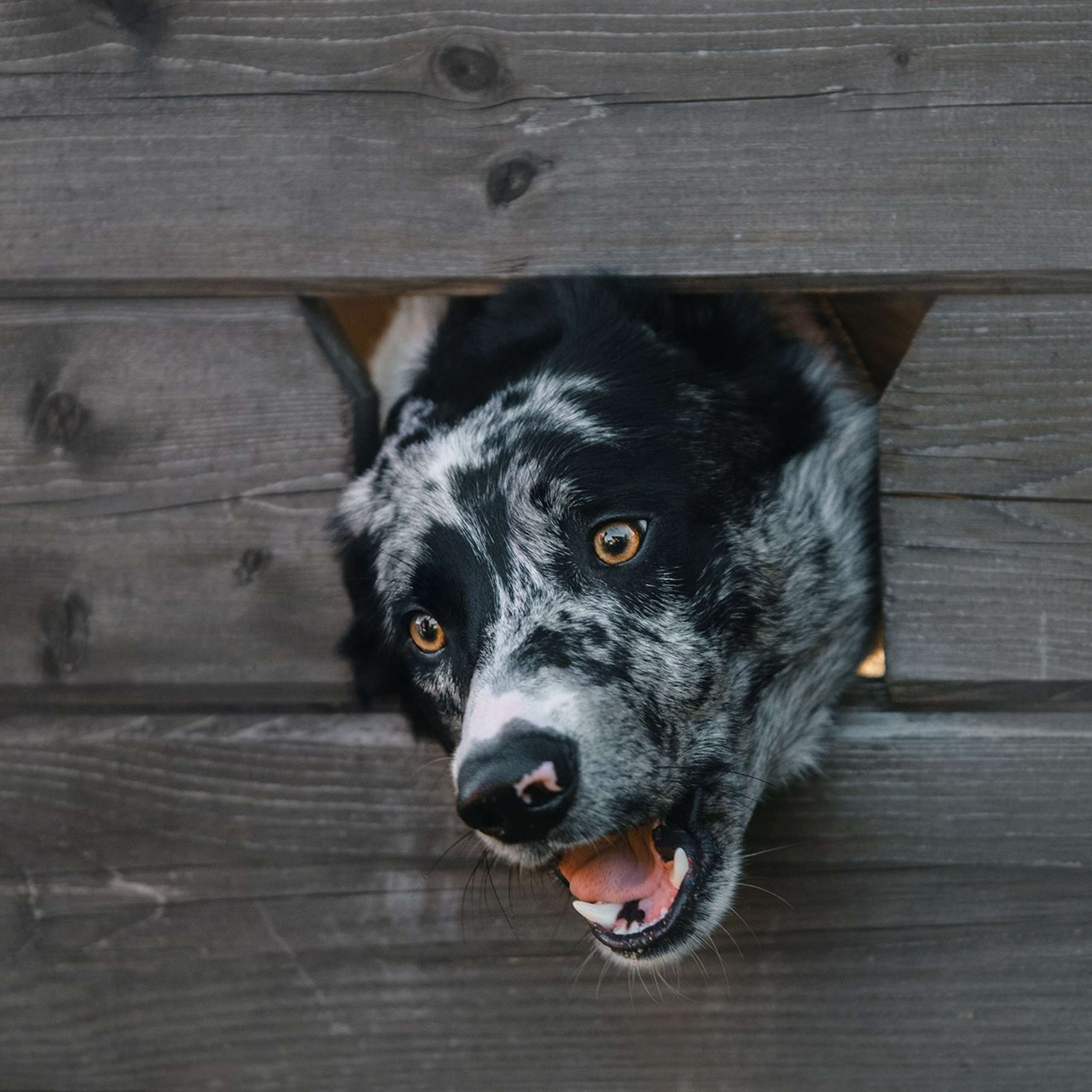 Питомец в кадре. Фотограф Анна Тюрина