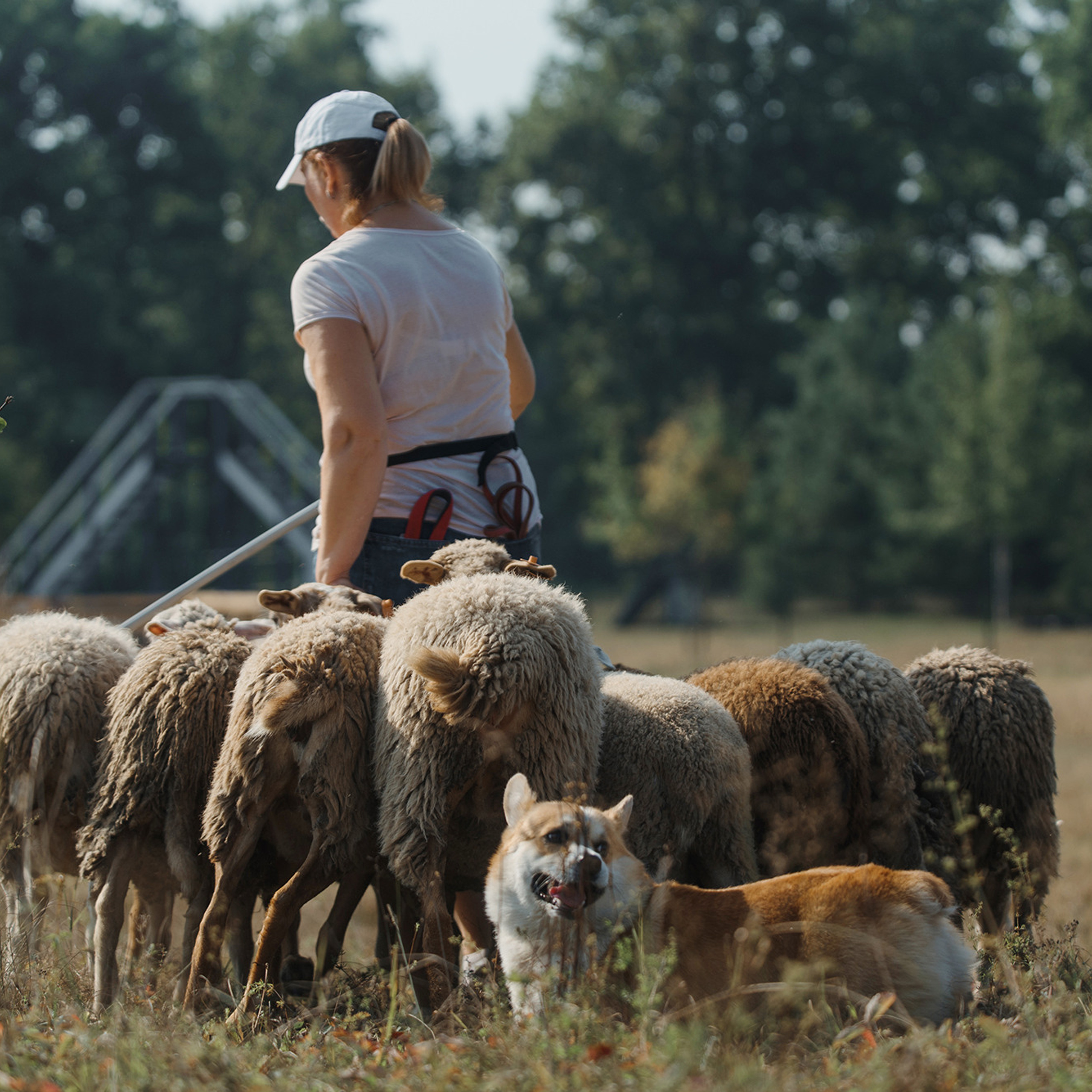 Пастьба. Фотограф Анна Тюрина