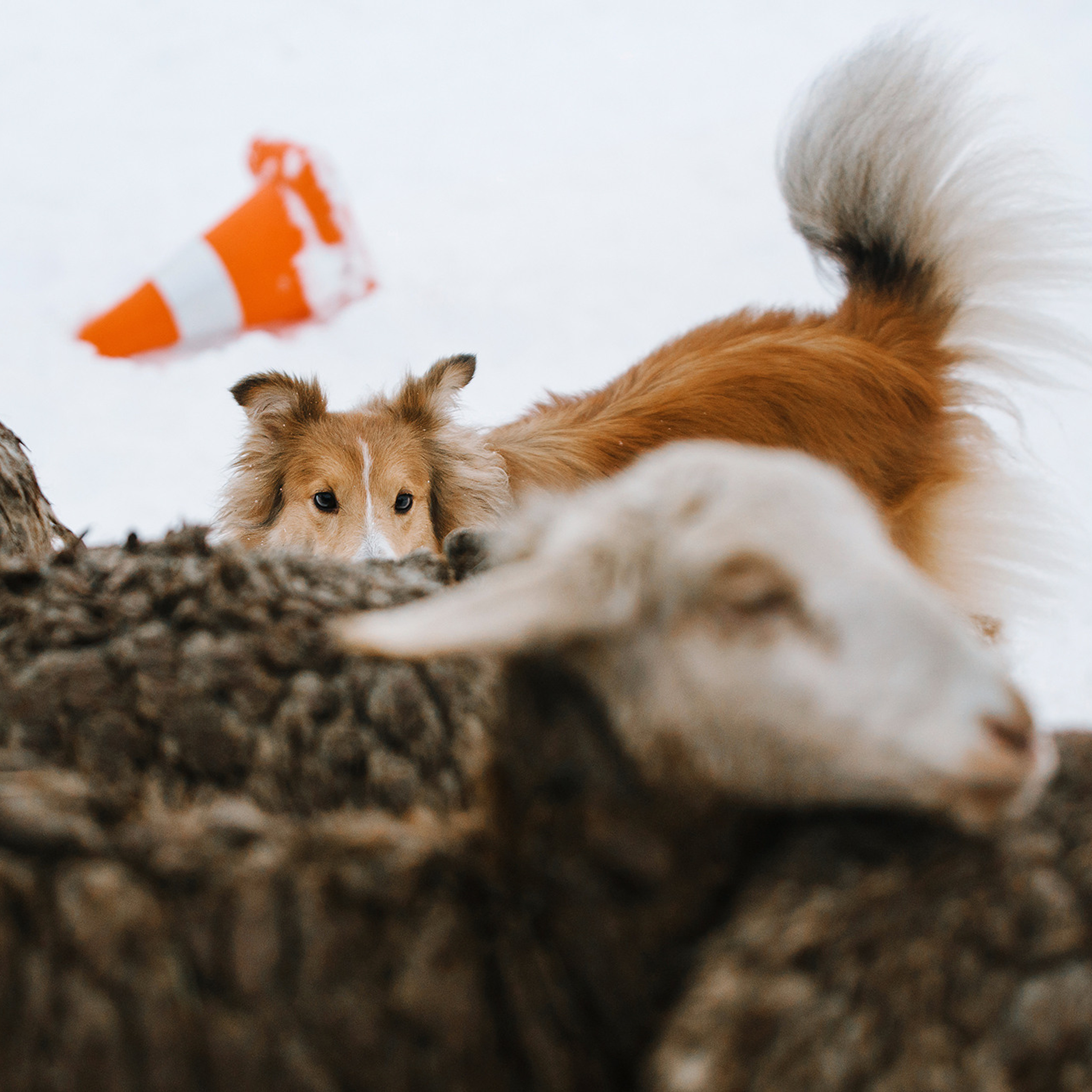 Пастьба. Фотограф Анна Тюрина