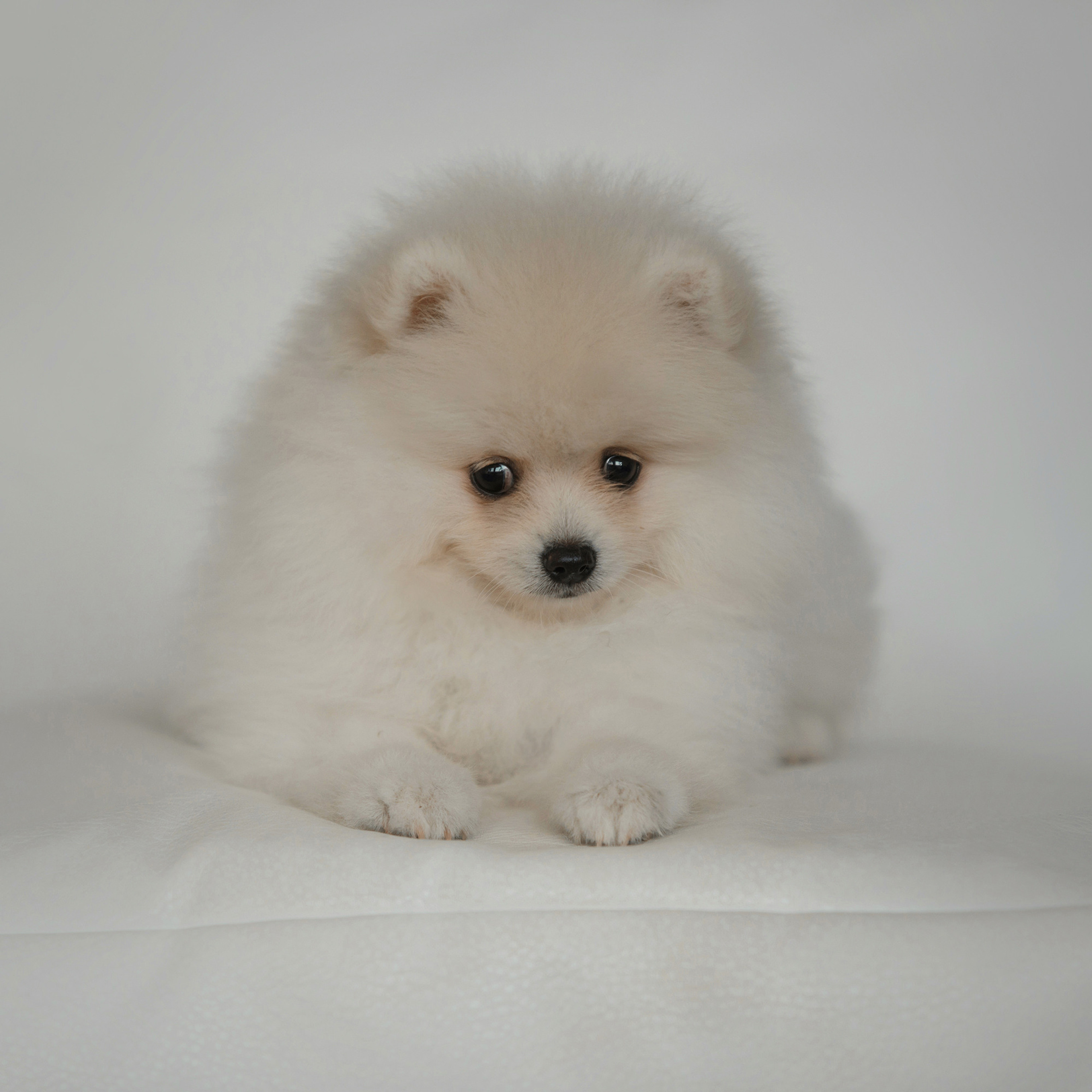 Очаровательные щенки шпица. Фотограф Анна Тюрина