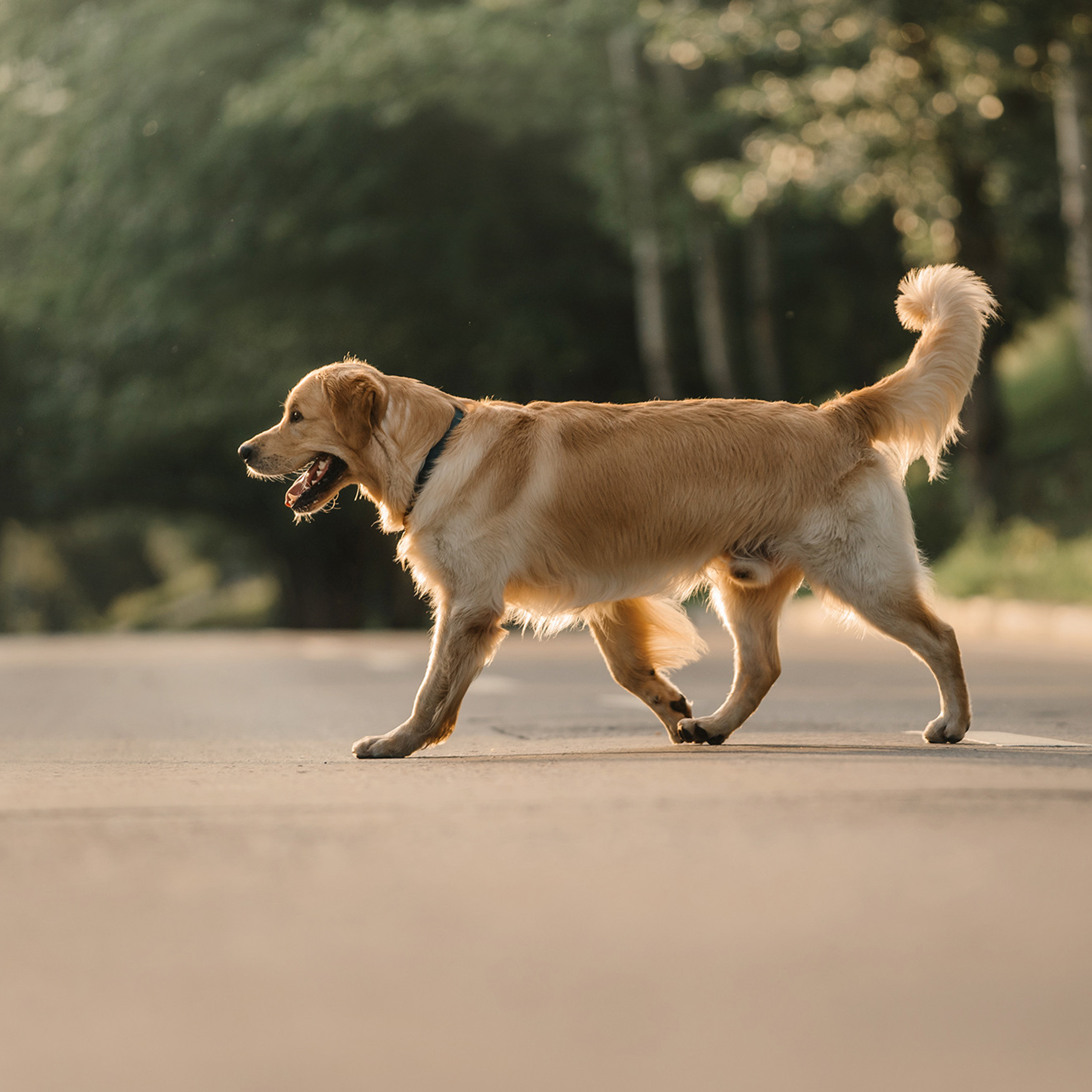 Светлана и Чарли. Фотограф Анна Тюрина