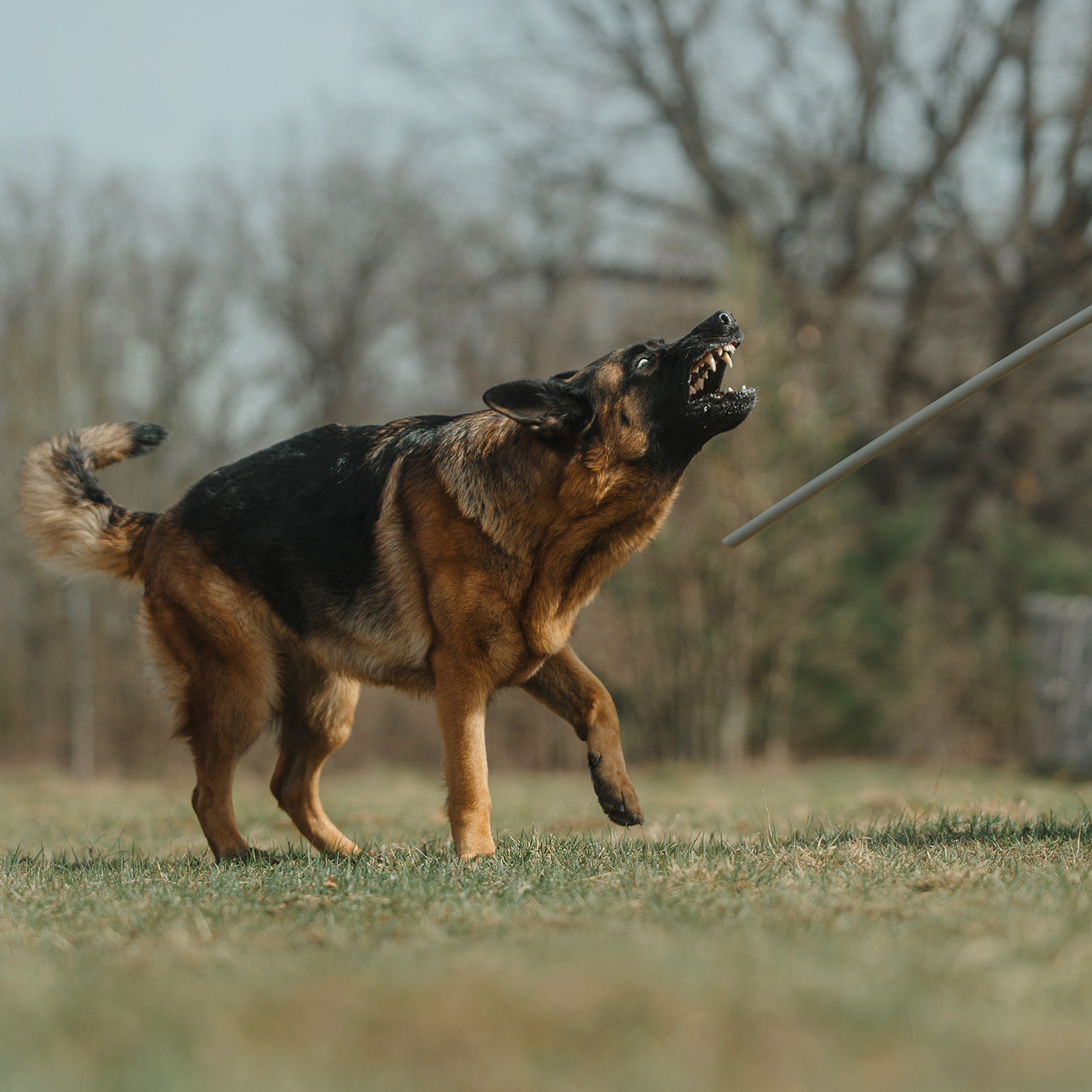 Пастьба. Фотограф Анна Тюрина