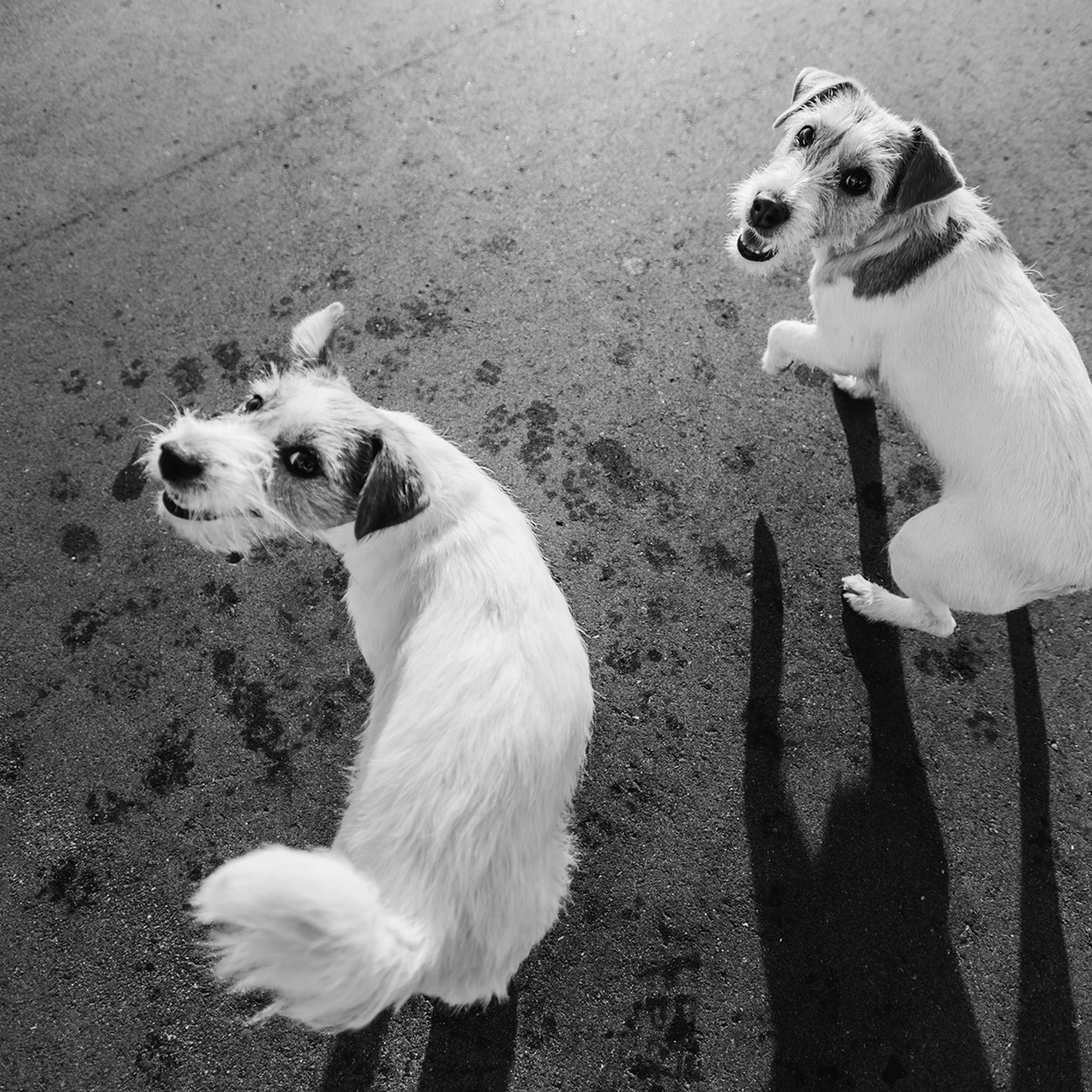 Питомец в кадре. Фотограф Анна Тюрина