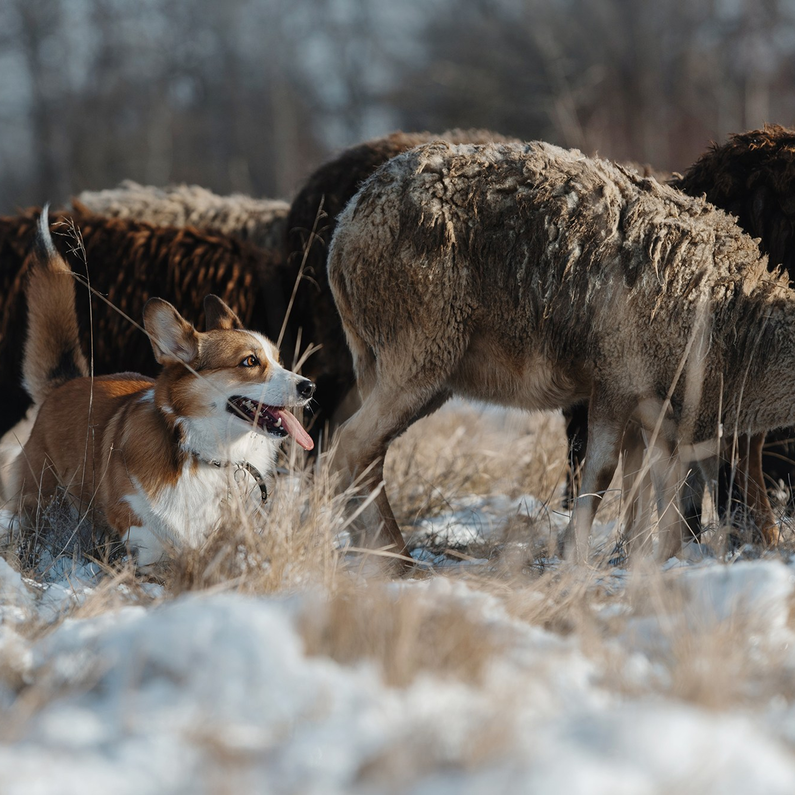 Пастьба. Фотограф Анна Тюрина