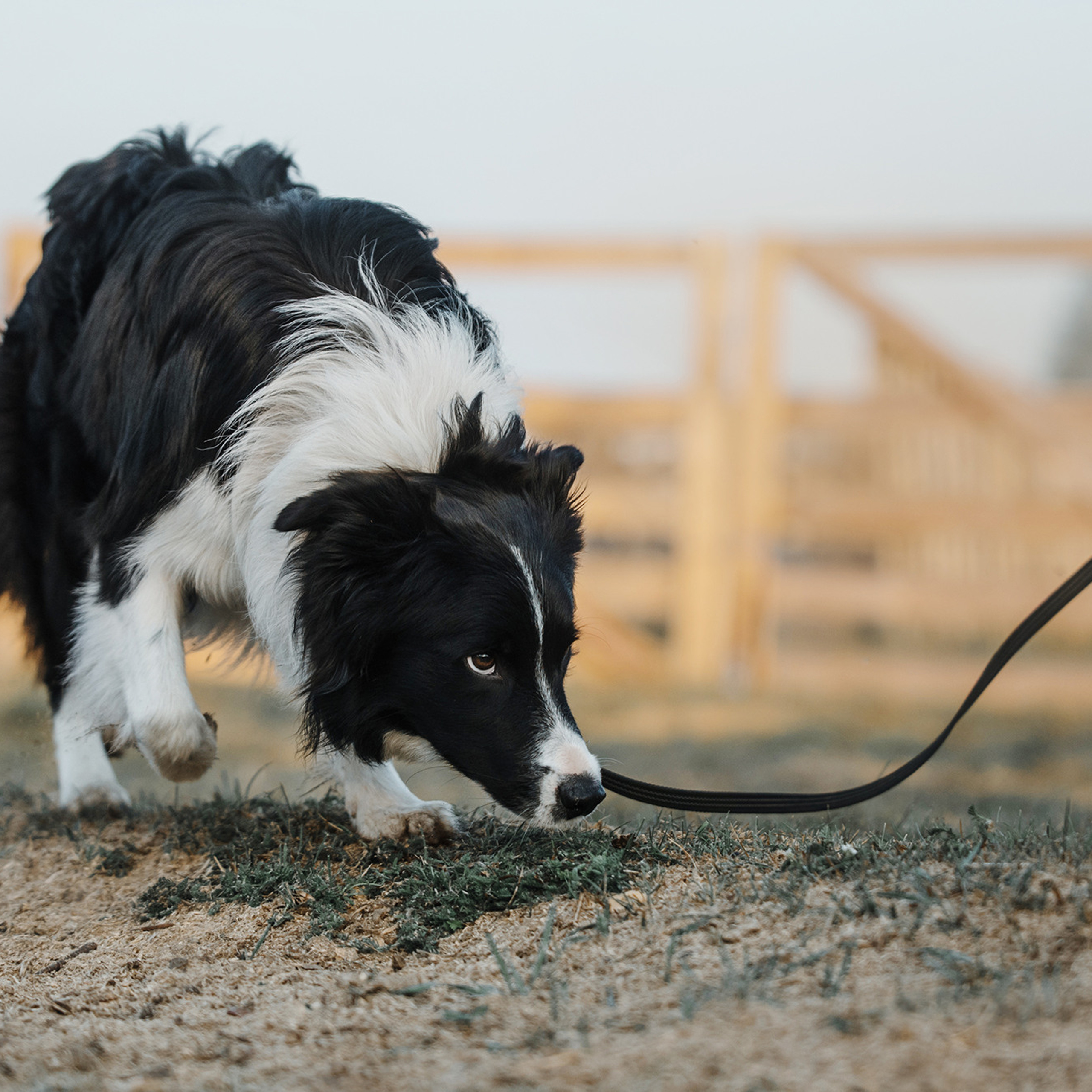 Пастьба. Фотограф Анна Тюрина