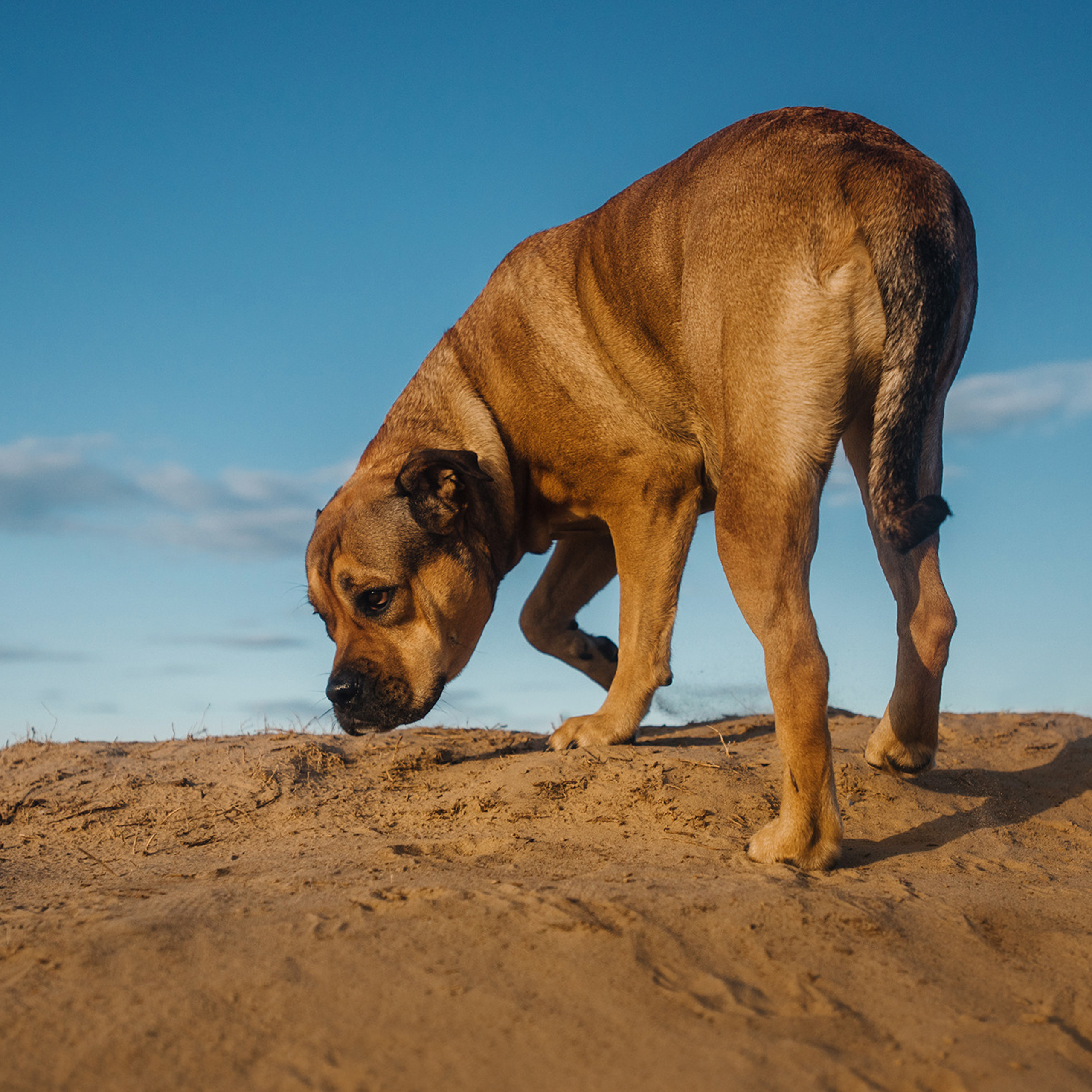 Ка де бо Лина. Фотограф Анна Тюрина