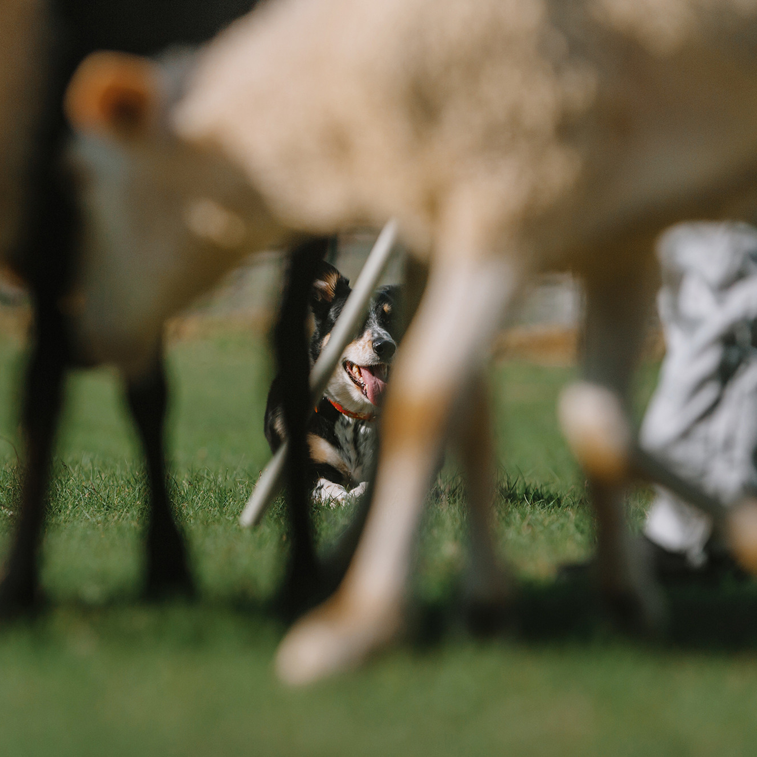 Пастьба. Фотограф Анна Тюрина