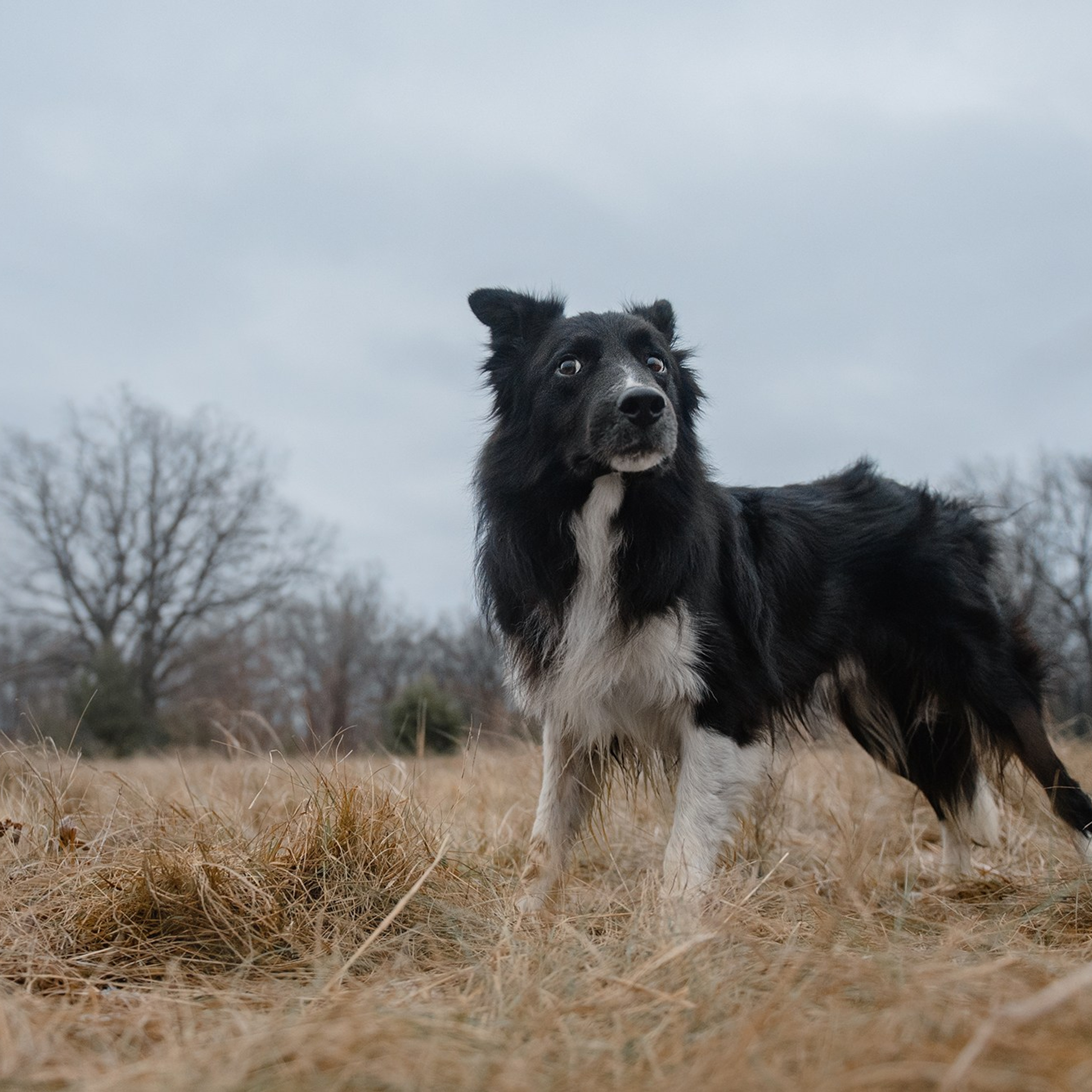 Пастьба. Фотограф Анна Тюрина
