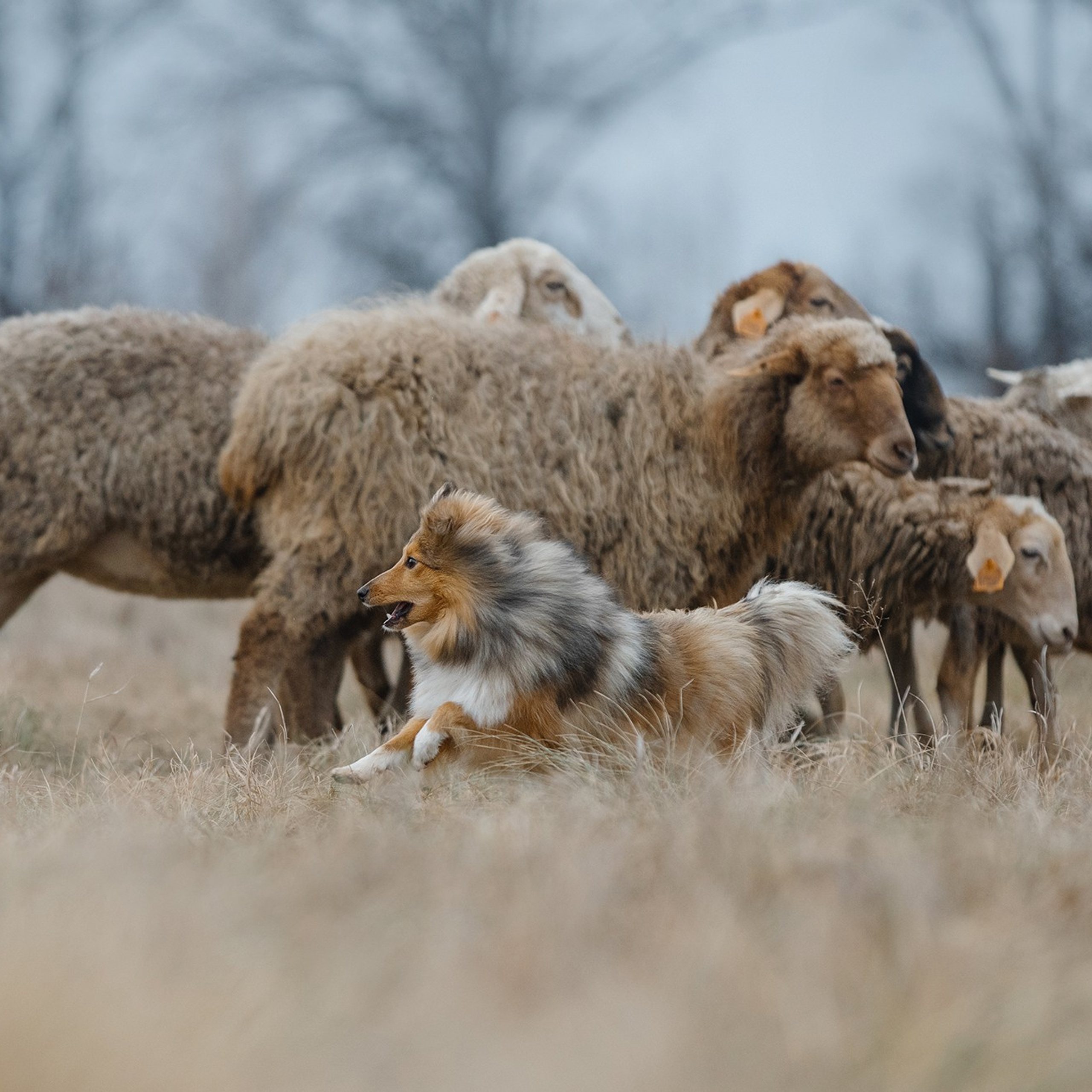 Пастьба. Фотограф Анна Тюрина