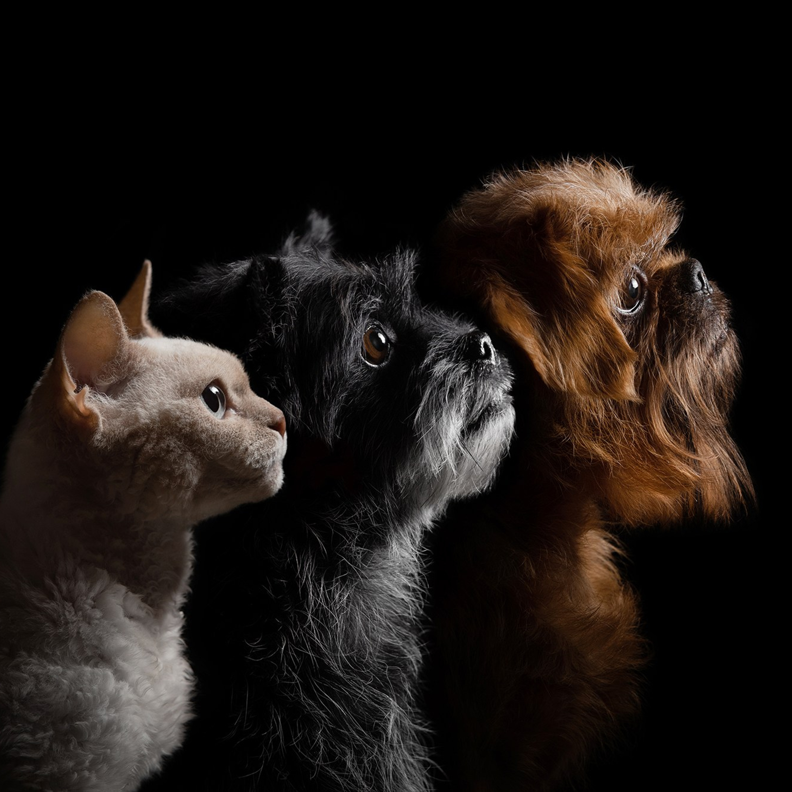 Проект портреты на чёрном фоне. Фотограф Анна Тюрина