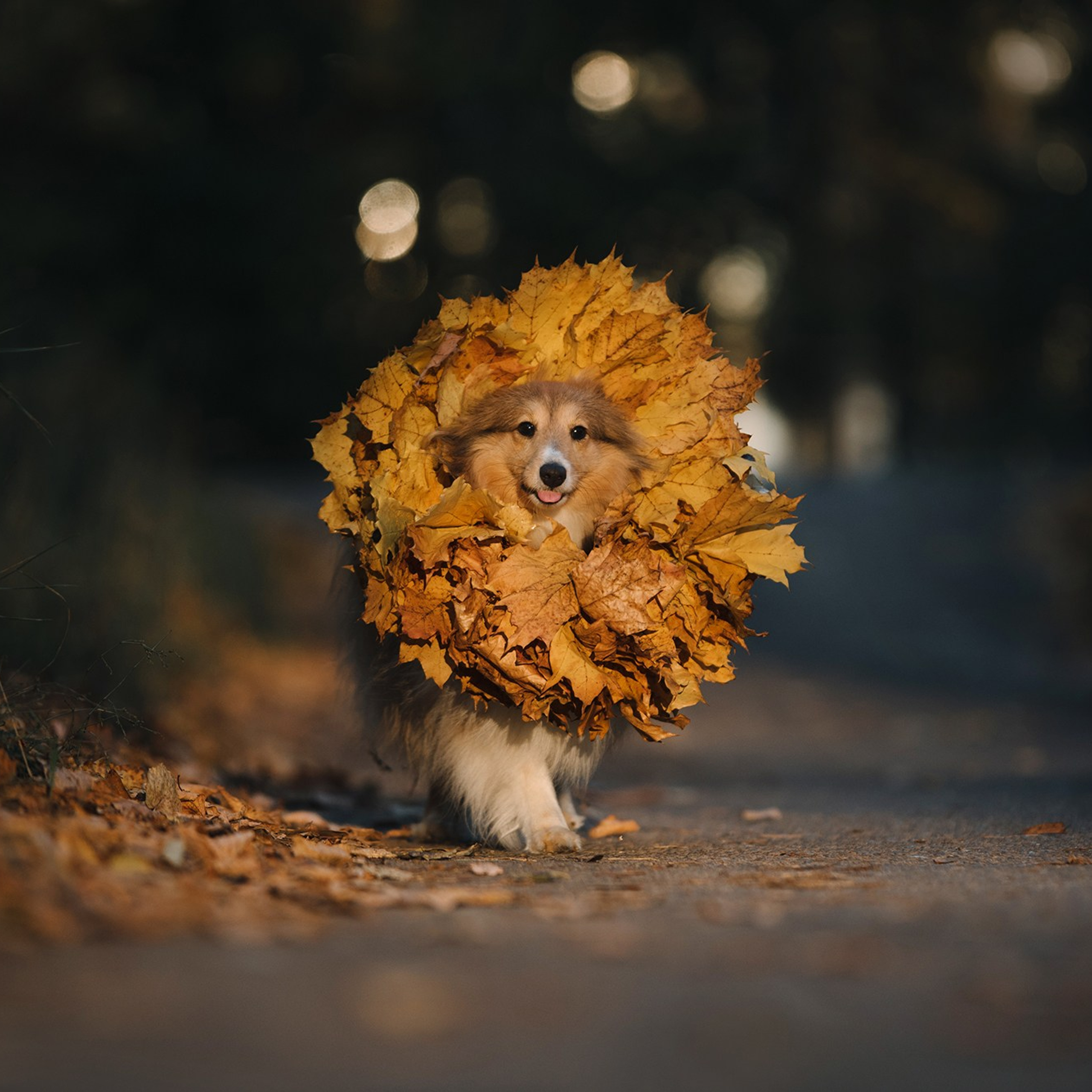 Питомец в кадре. Фотограф Анна Тюрина