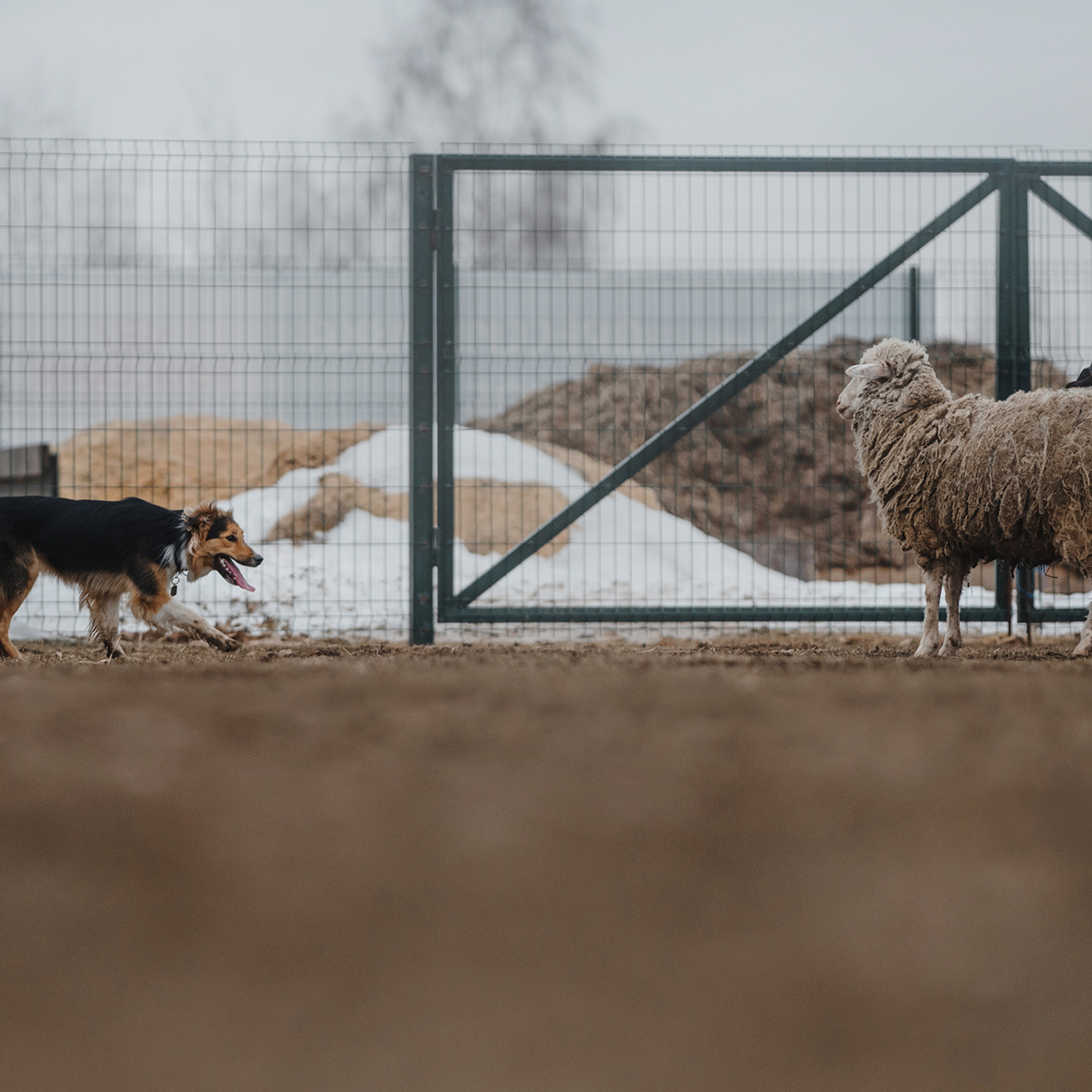 Пастьба. Фотограф Анна Тюрина