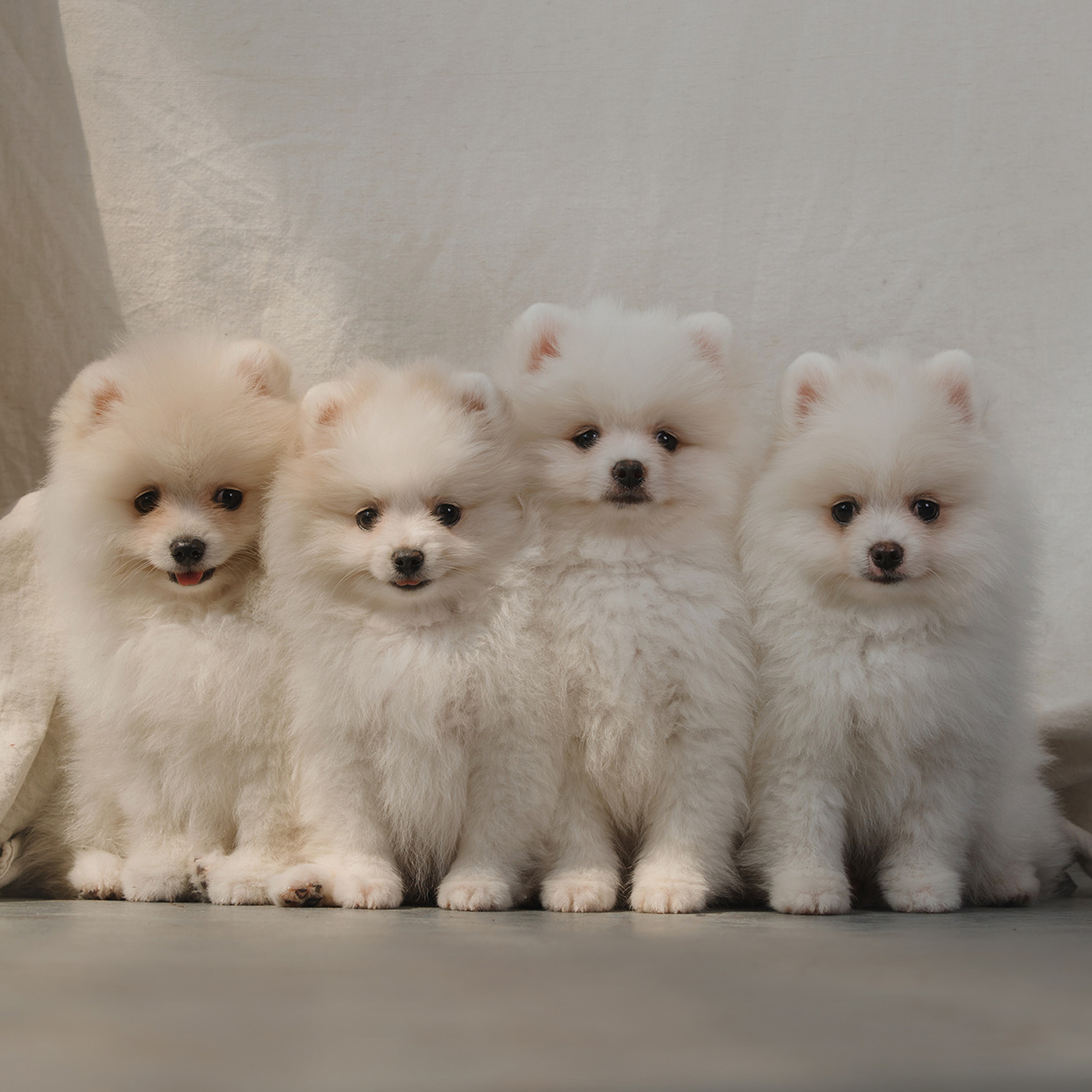 Очаровательные щенки шпица. Фотограф Анна Тюрина