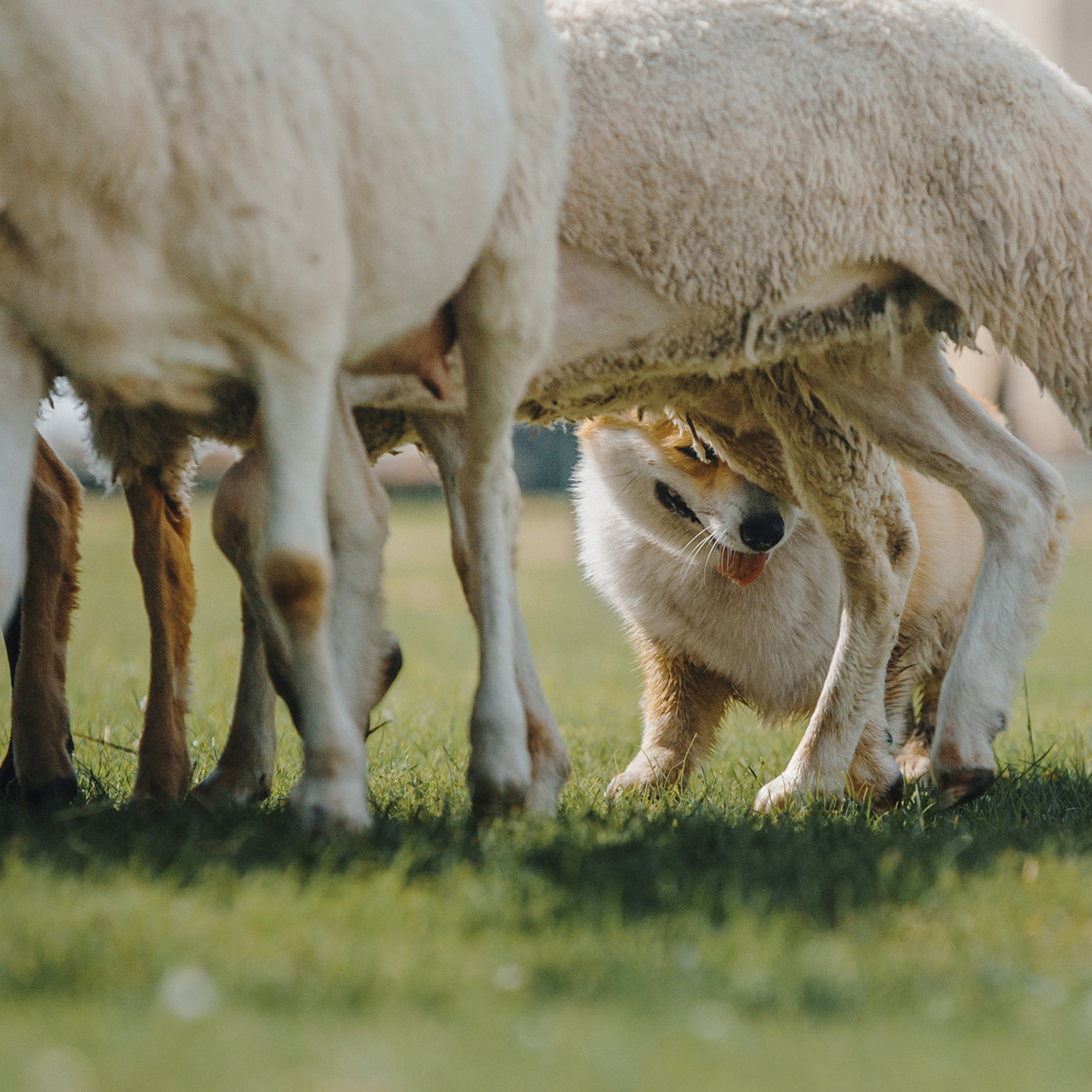 Пастьба. Фотограф Анна Тюрина