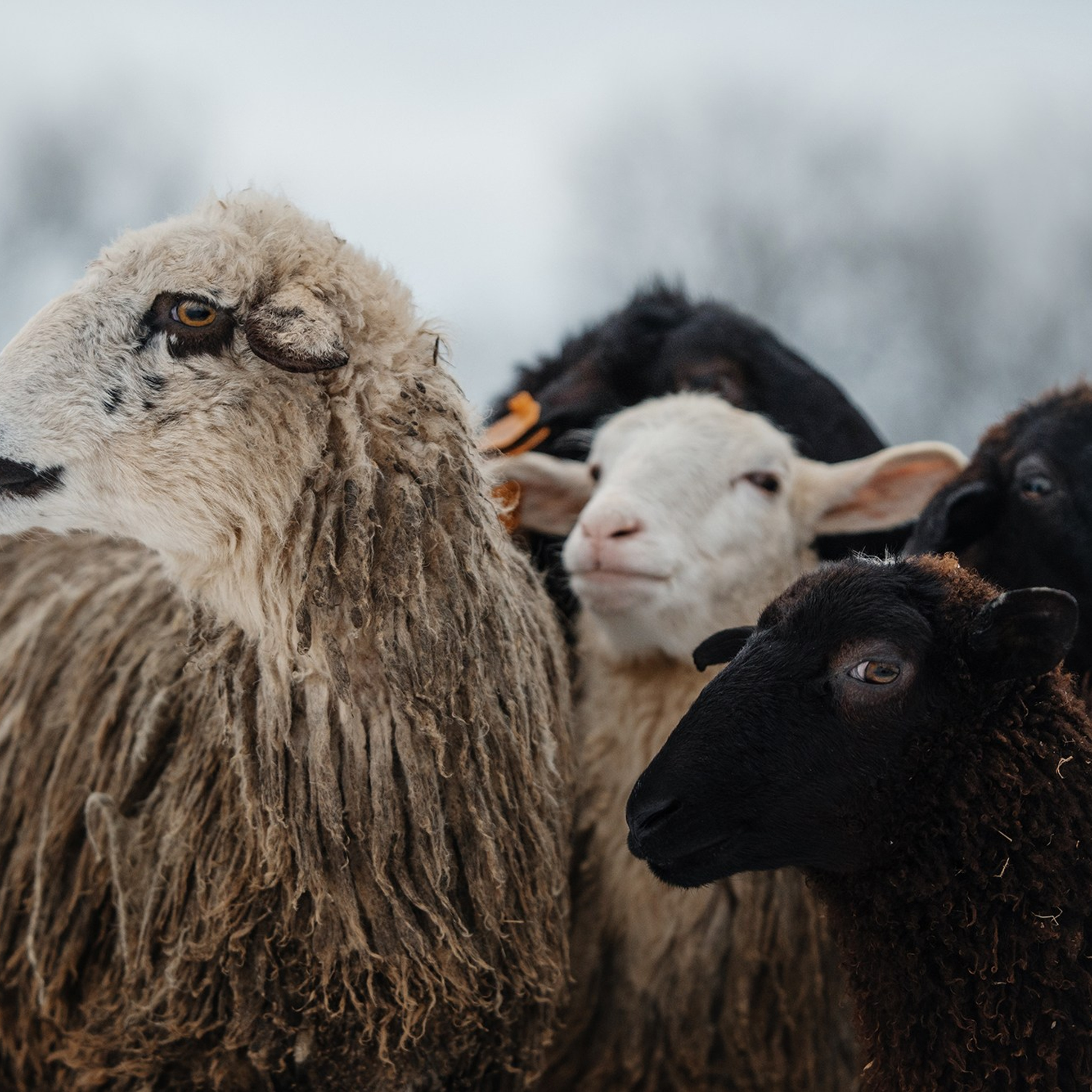 Пастьба. Фотограф Анна Тюрина